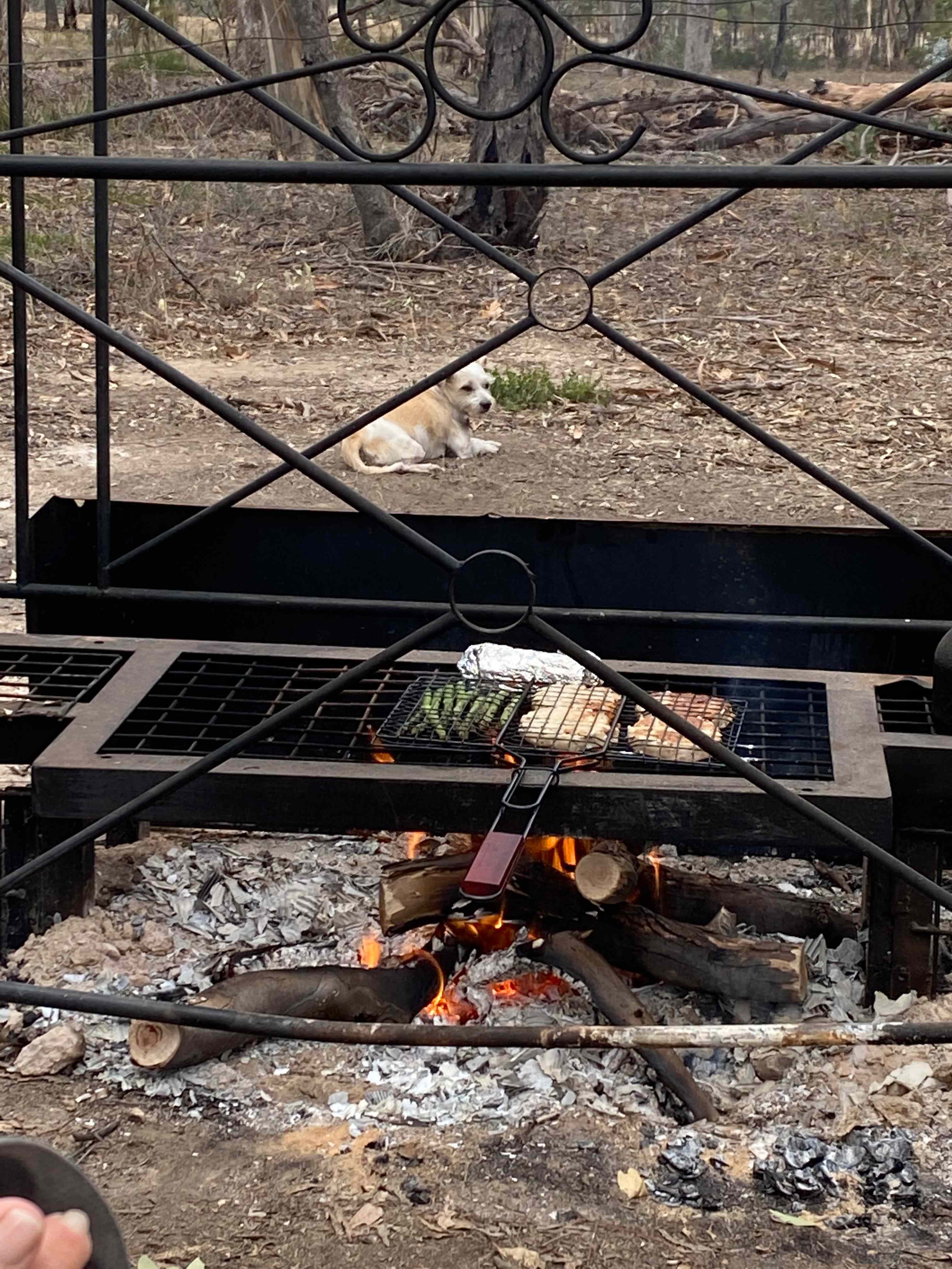 fireside delicacy (and doggie freedom)