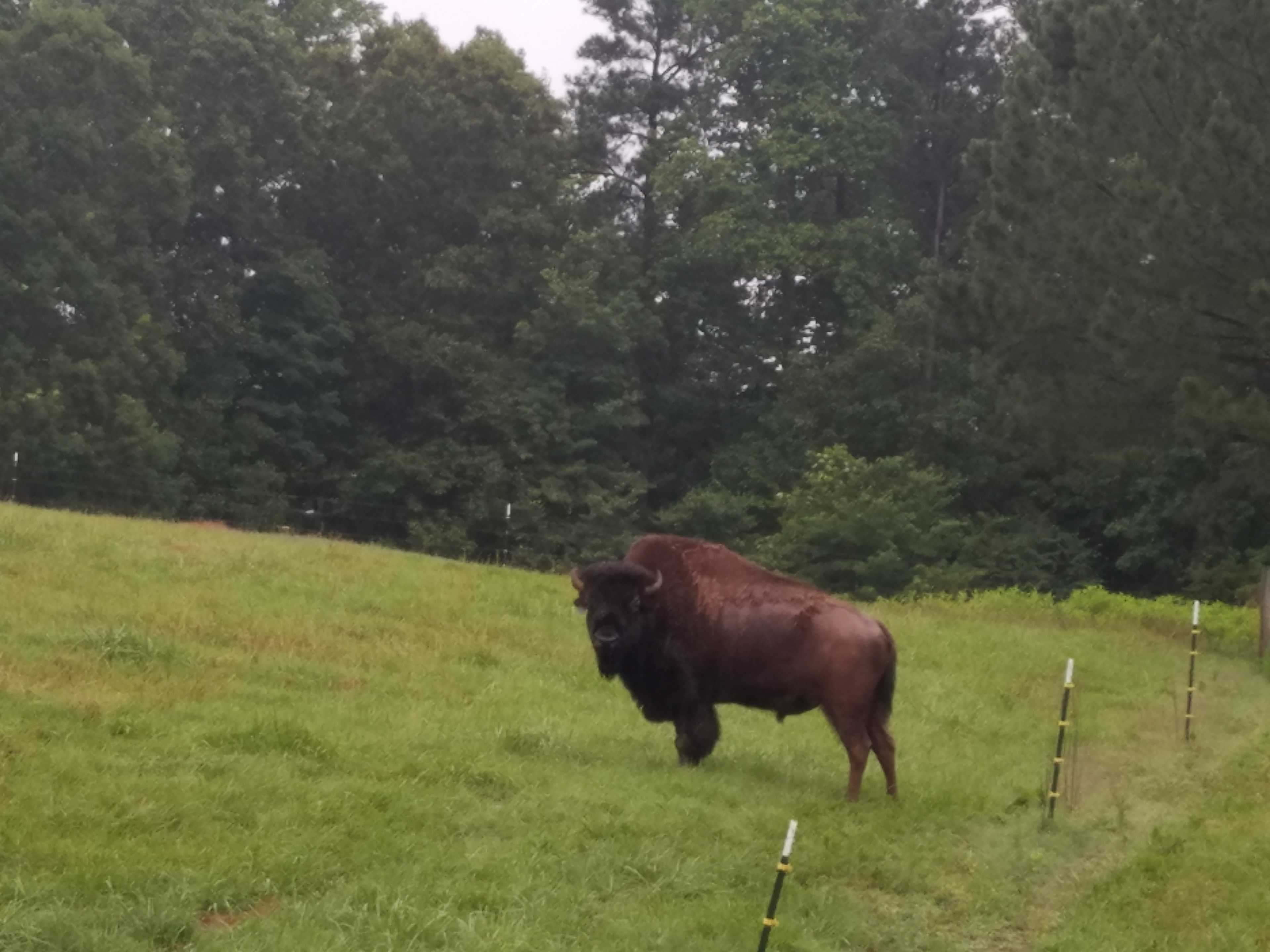 Piedmont Bison Ranch / Bison Trail