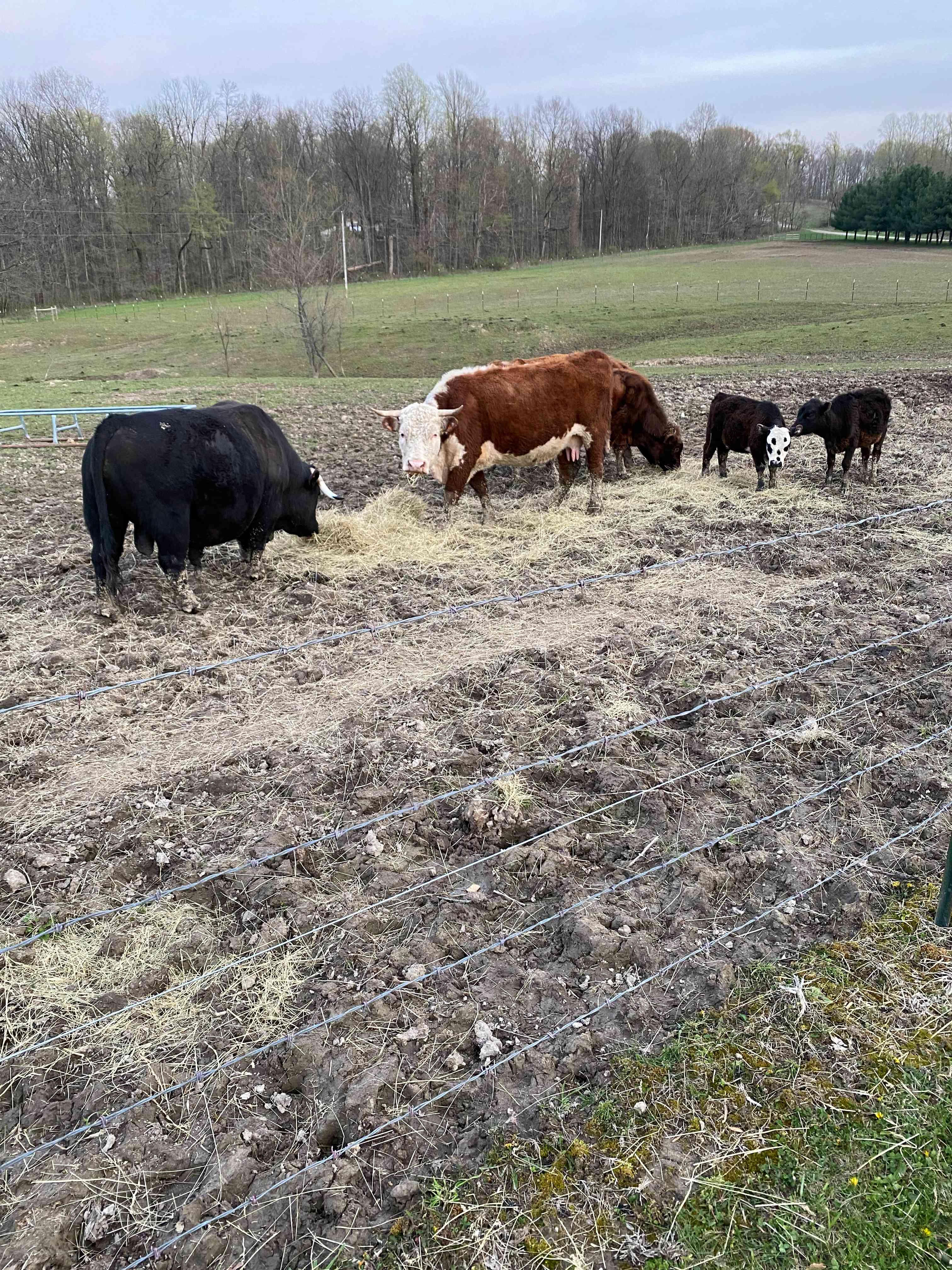 Martin H.’s Land