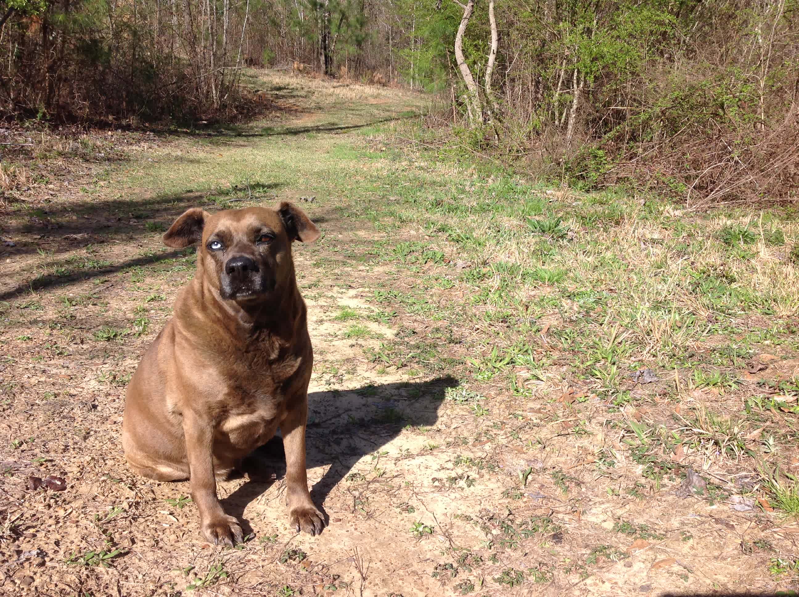 This is Sky. The pound gave her that name because of her blue eye. She is not blind. She'll greet you upon arrival and probably check on you throughout your stay. 
