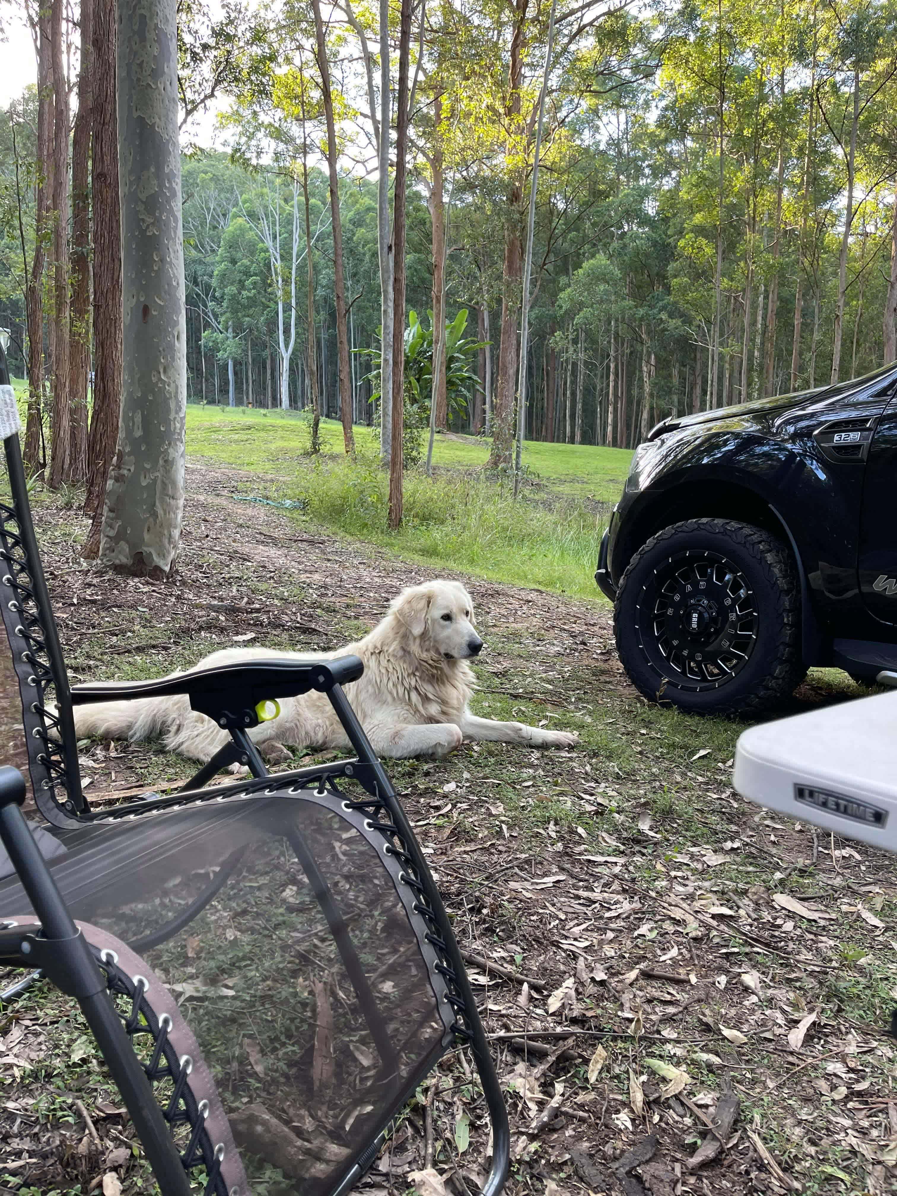 Boris the Protector