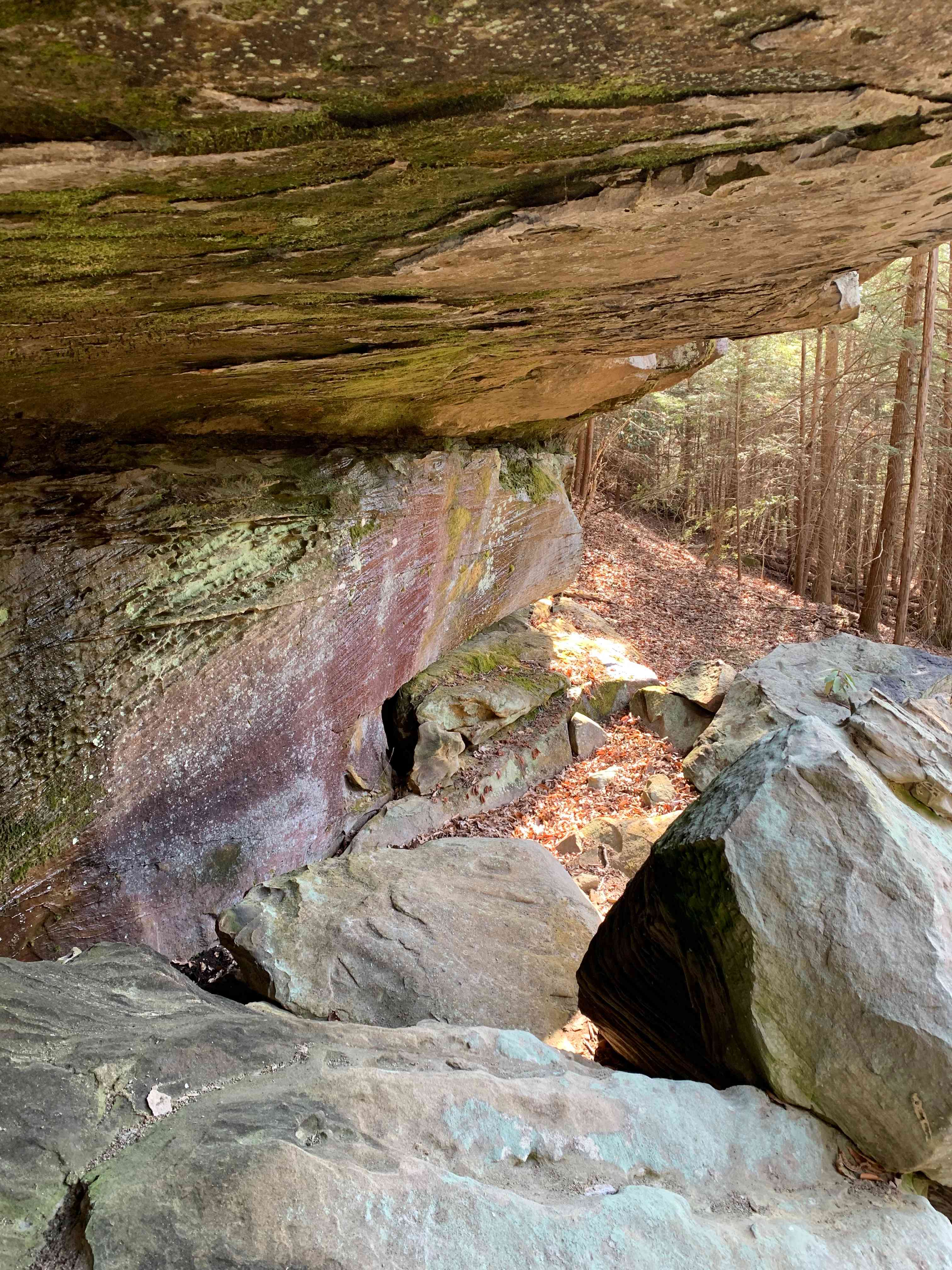 Hardwood forest