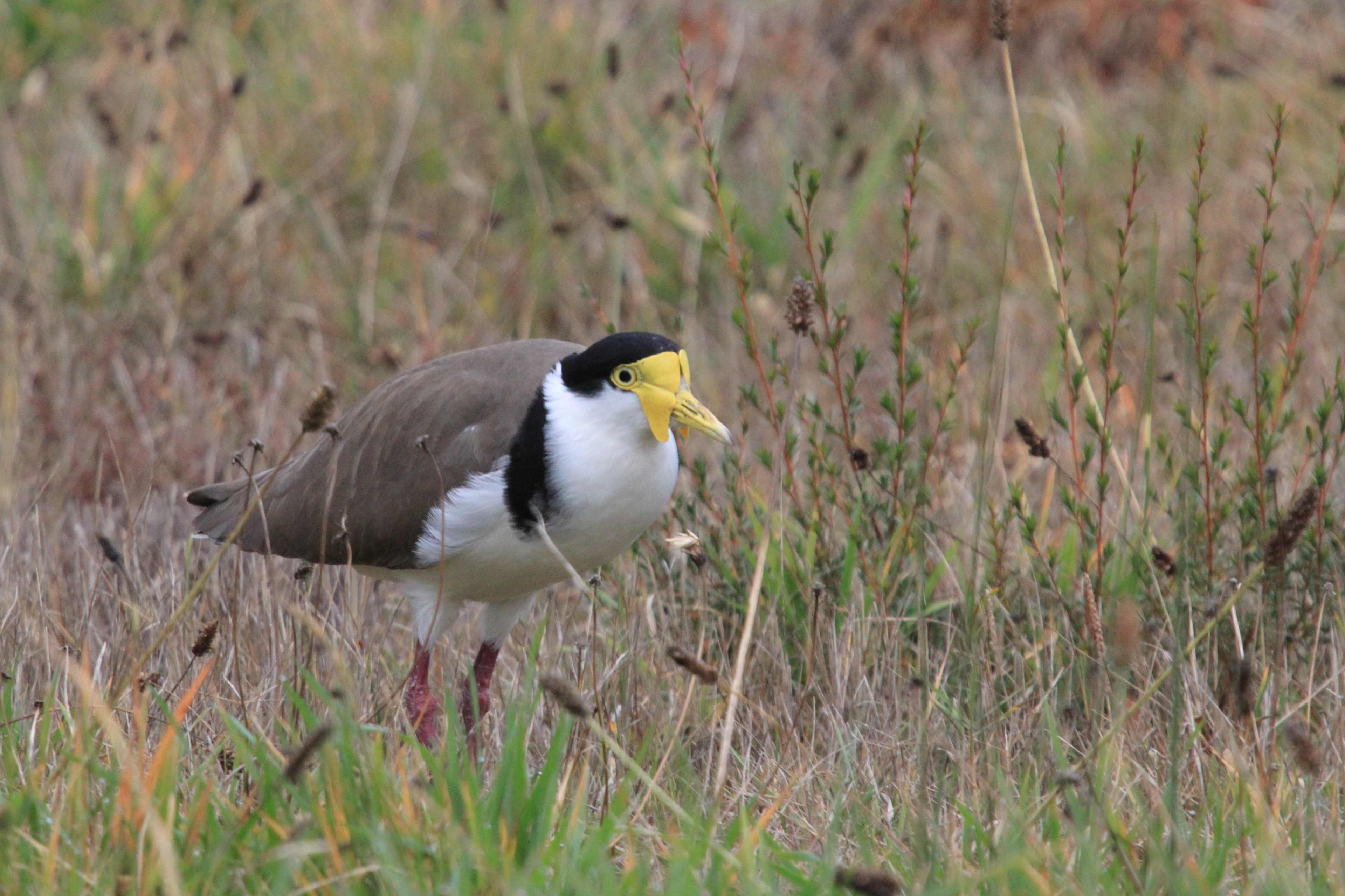 hooded plover