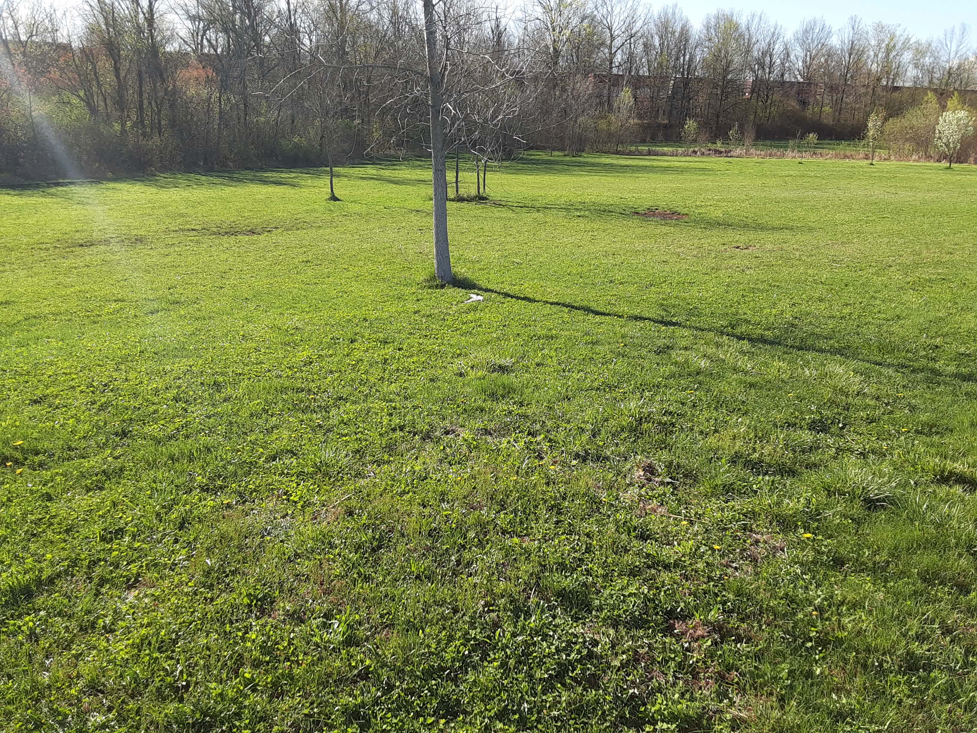 Meadow by the Pond