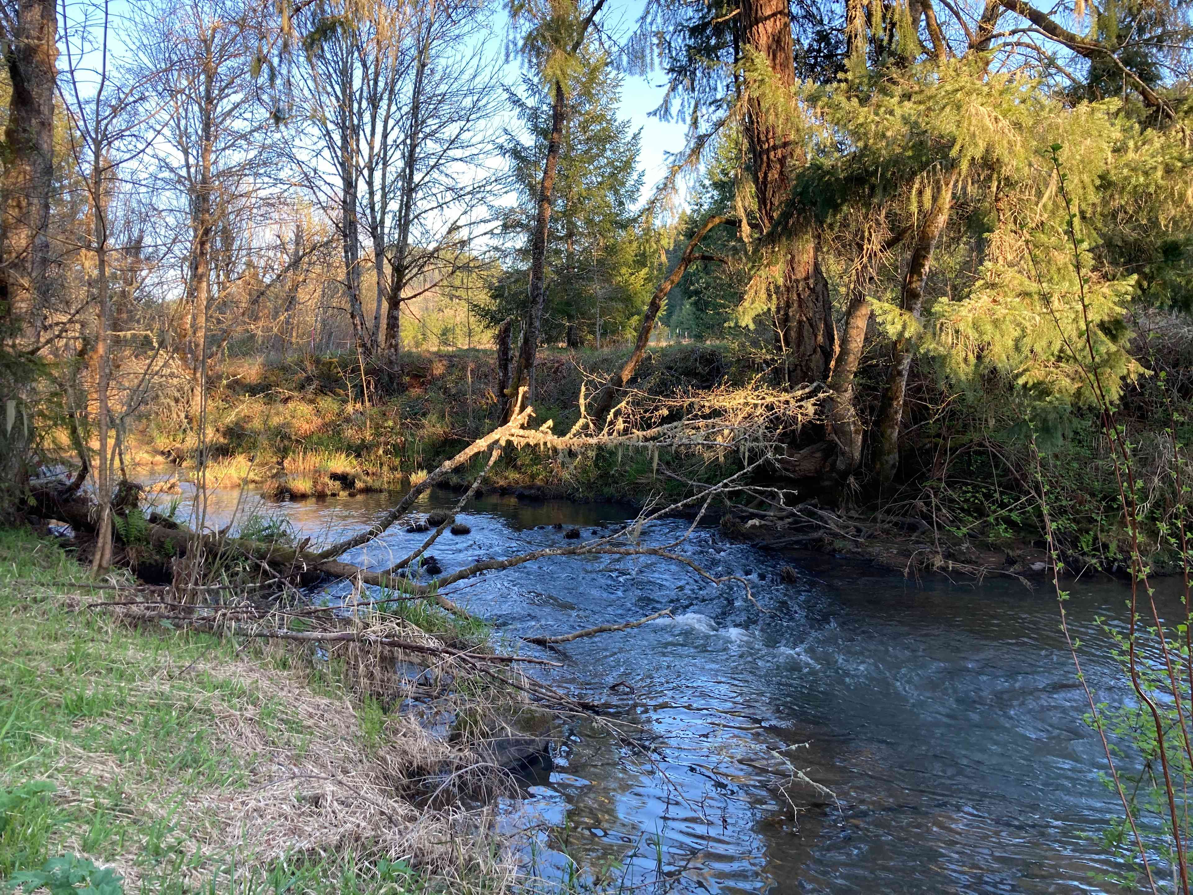 Tent site is near Elk Creek 