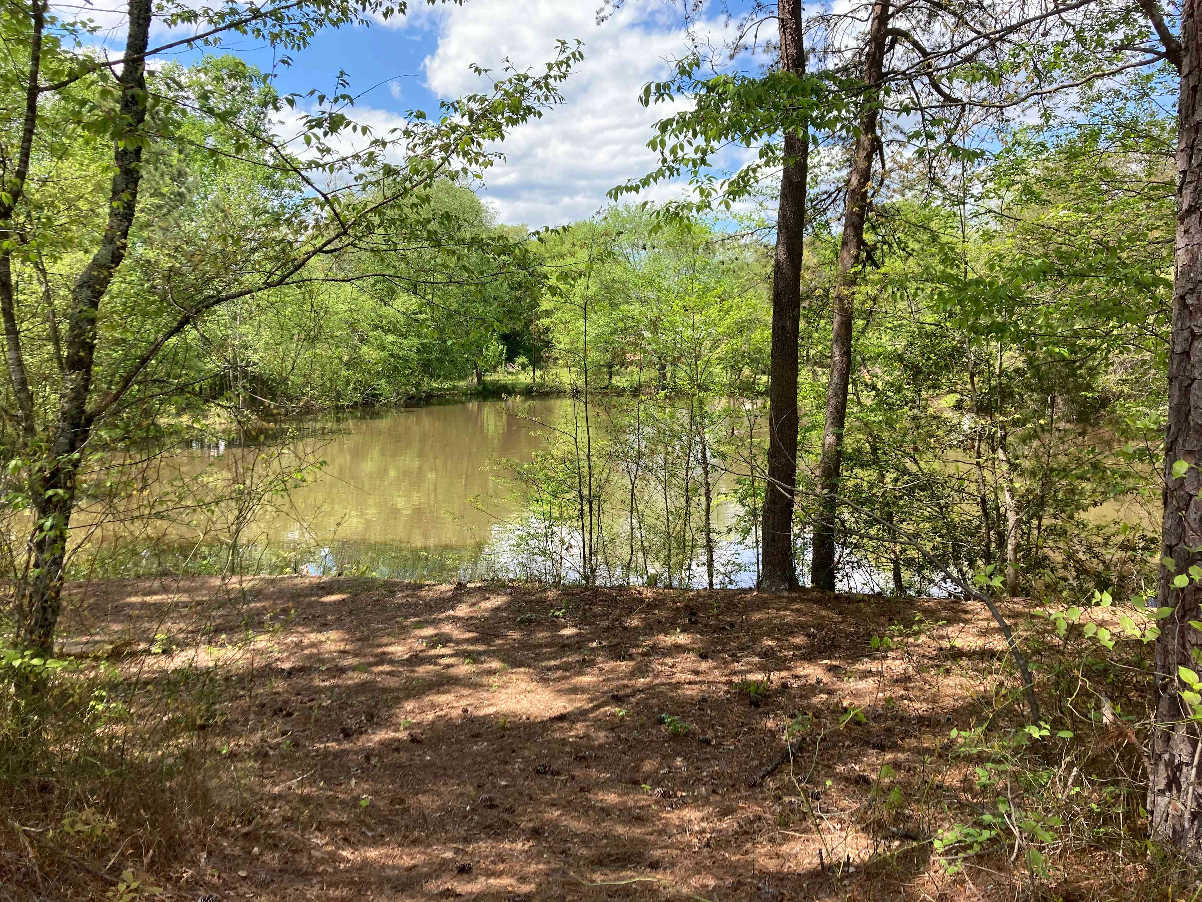 Field By The Pond