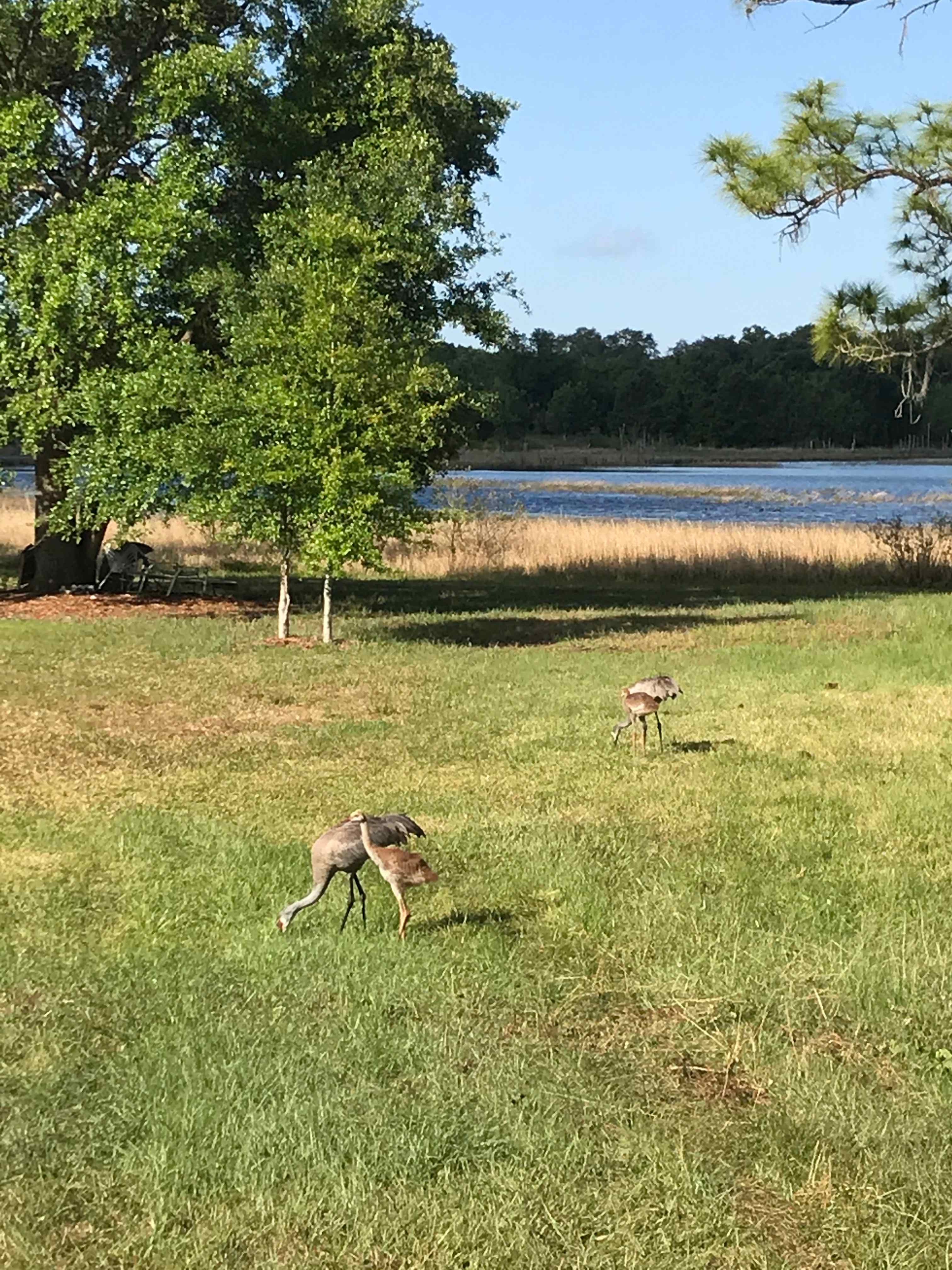 Real Florida camping