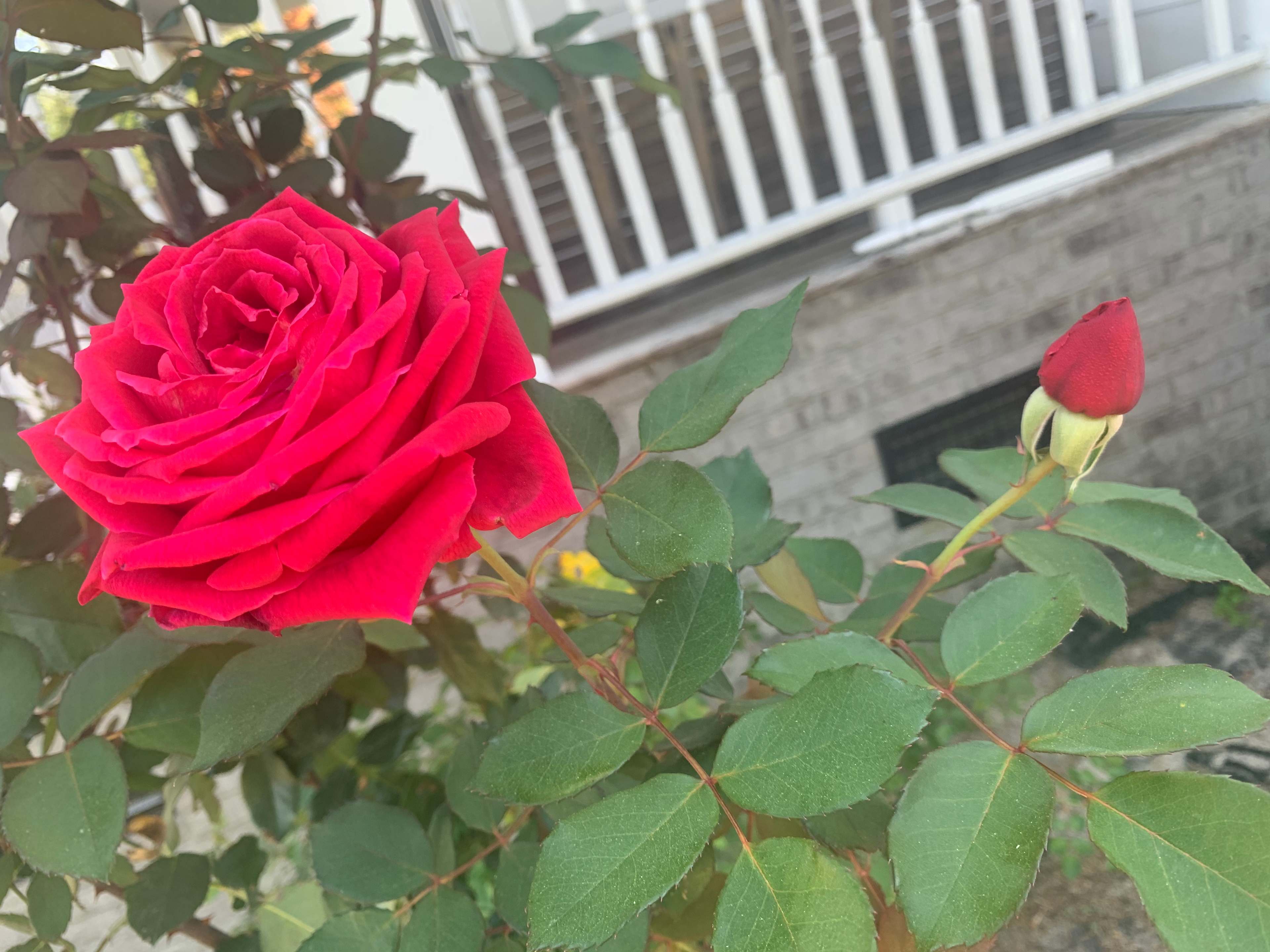 Big roses growing in my garden.