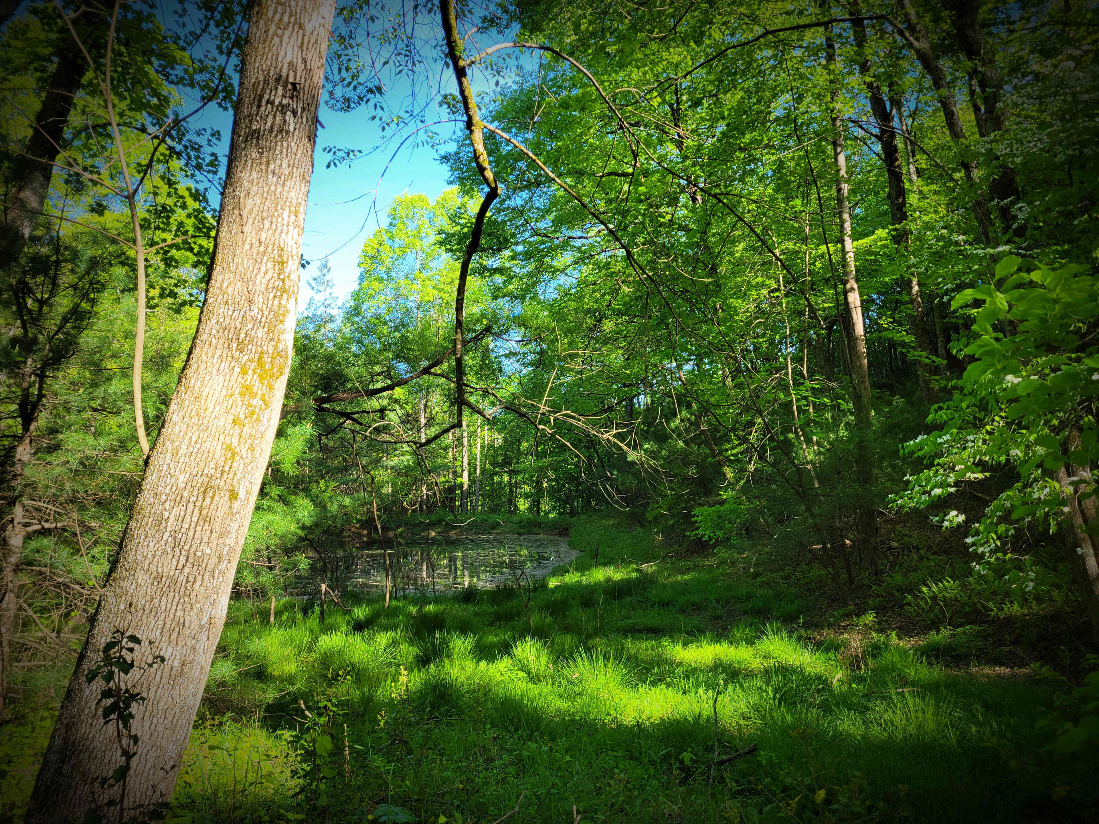 Knowing trees, I understand the meaning of patience. Knowing grass, I can appreciate persistence. -Hal Borland
