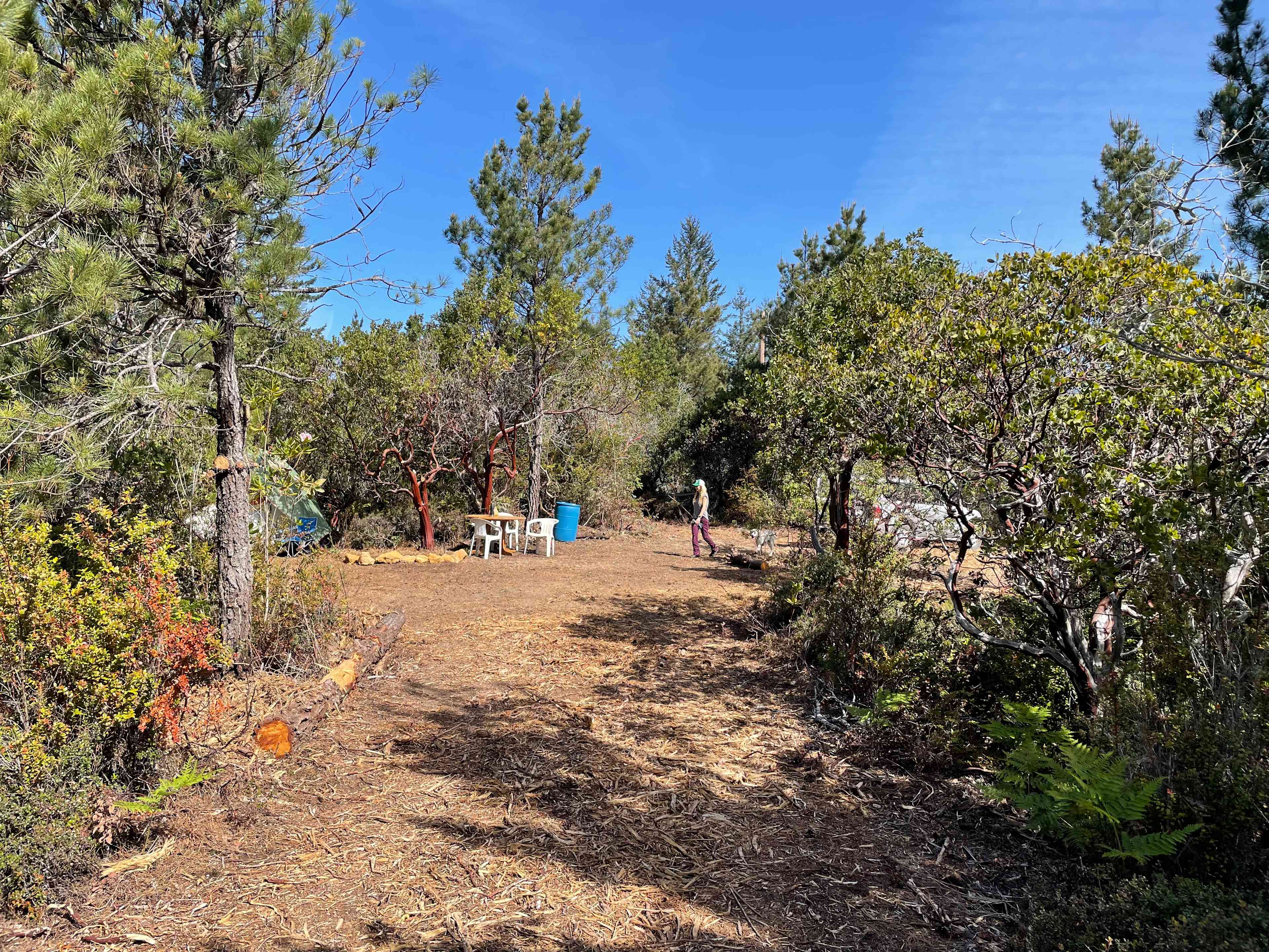 Private sunny forest near the coast