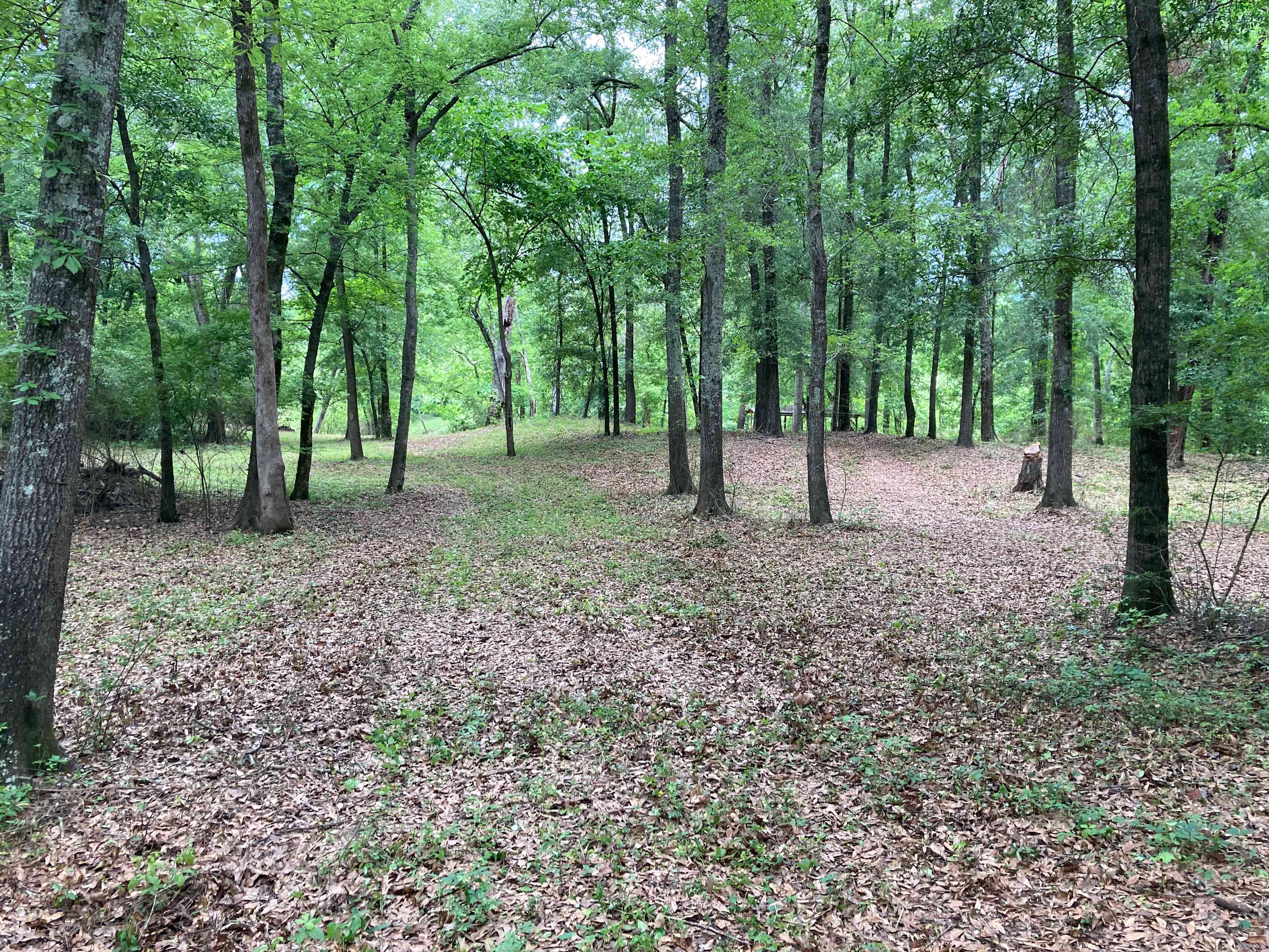 View towards the river from @ middle of the property.