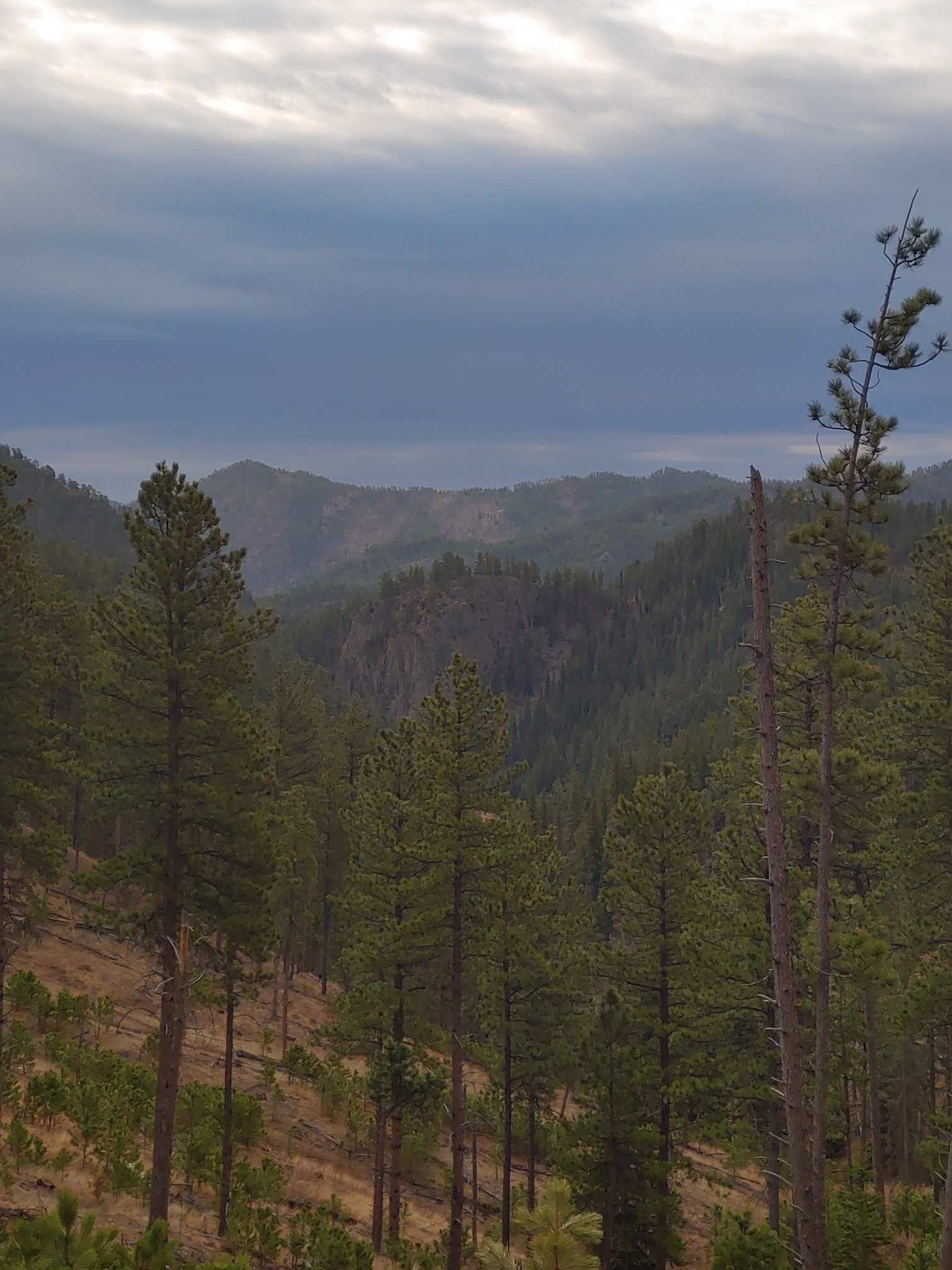 The Wilderness
