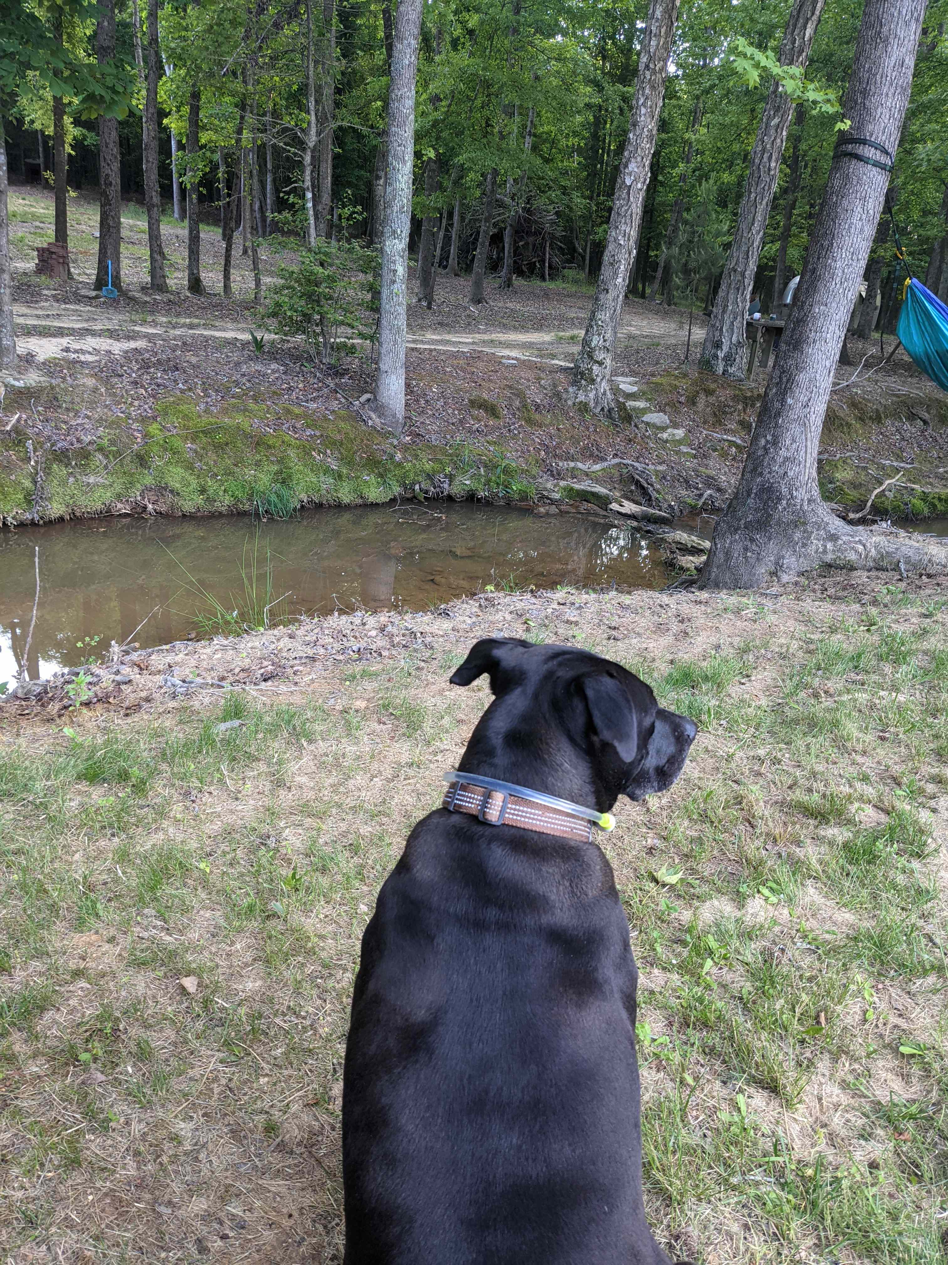 Neal Creek Camping Sites