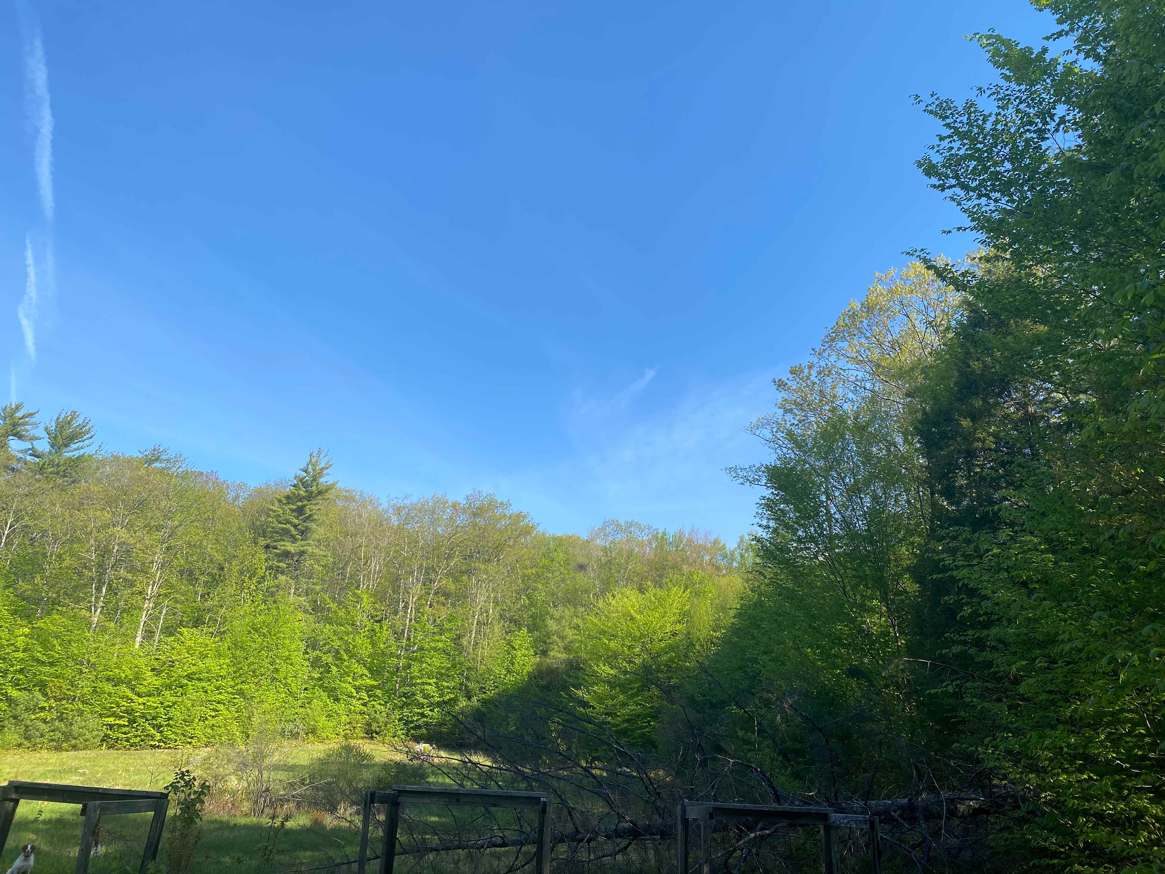 Peaceful rustic field in forest