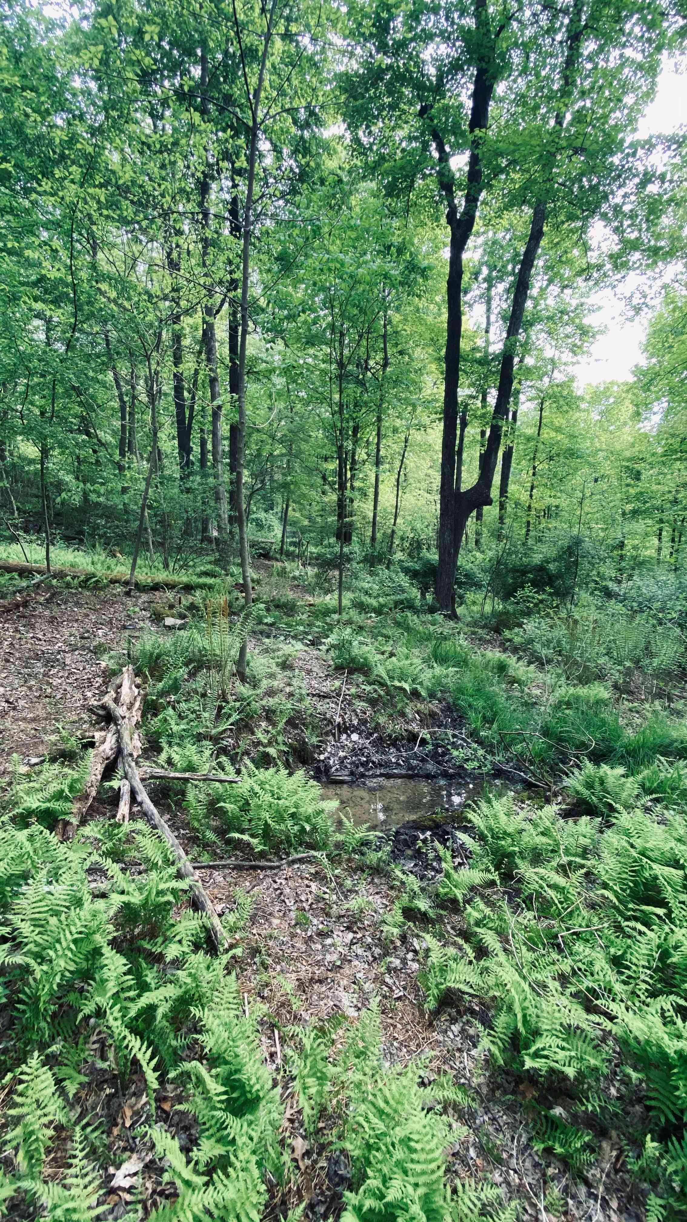 Ferndell Springs