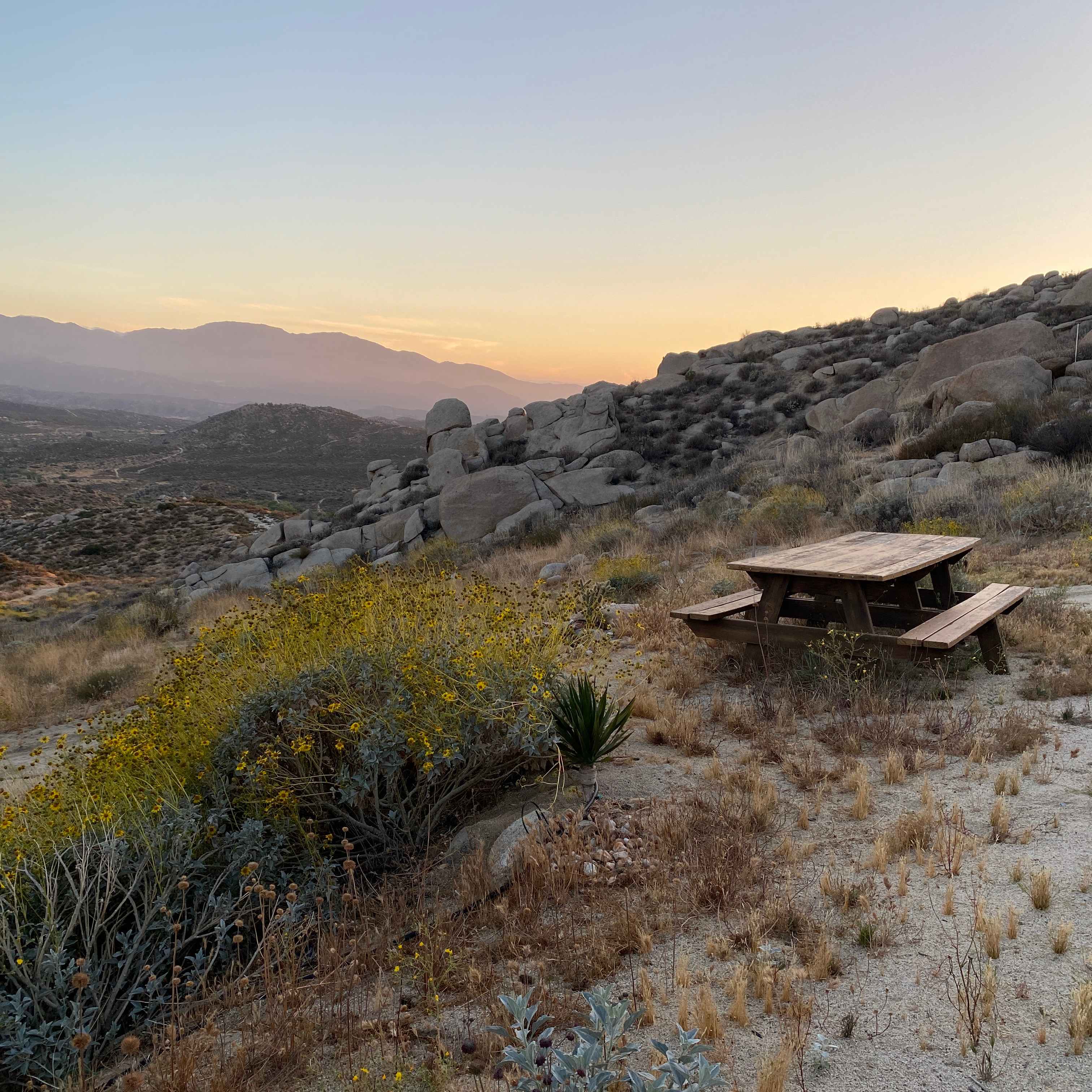 Desert Dreamland