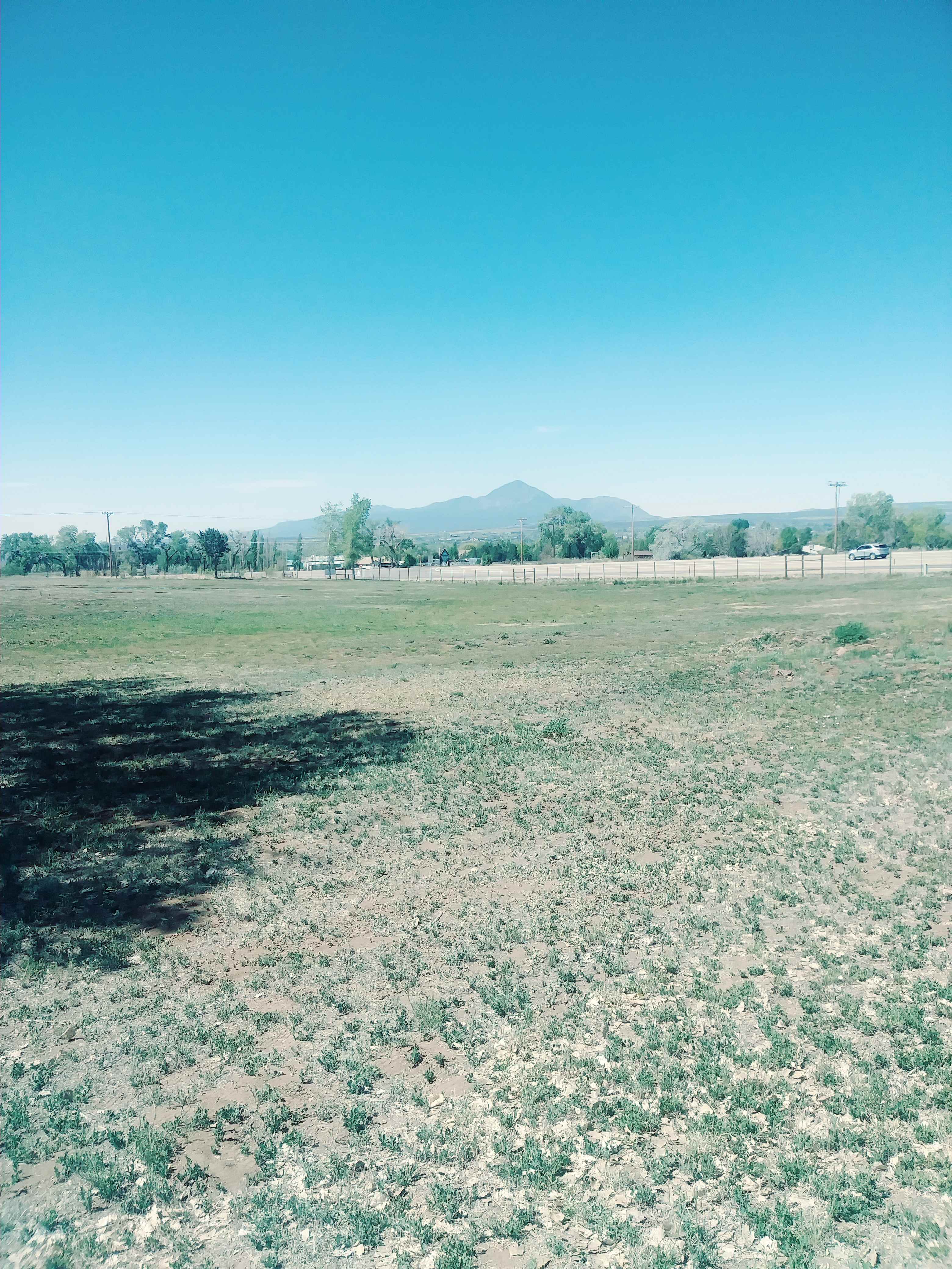 Cottonwoods