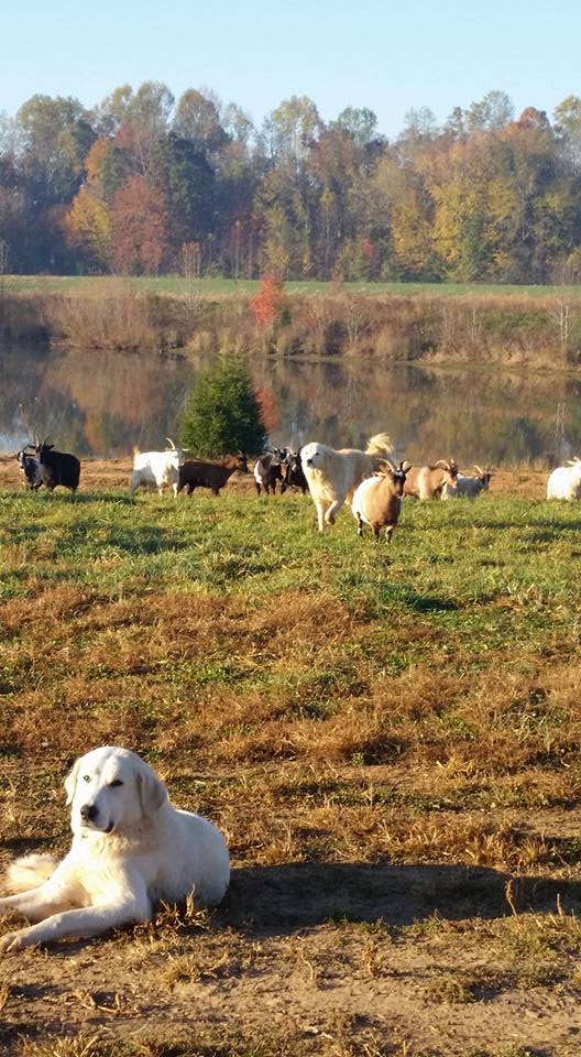 The Homestead
