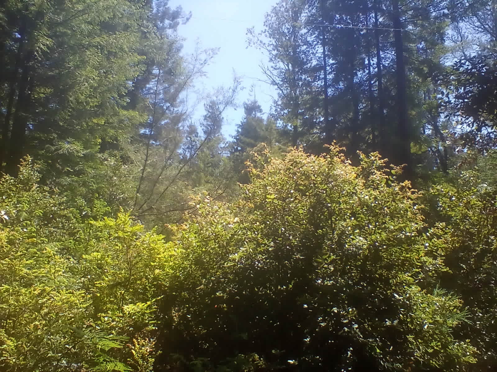 Redwood Forest Raven Haven
