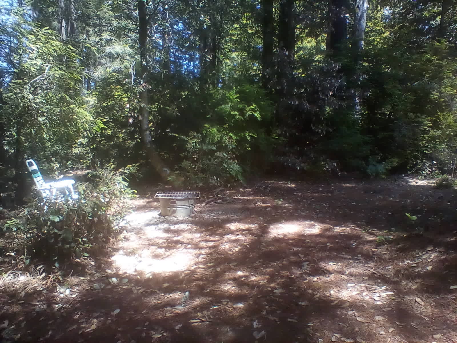 Redwood Forest Raven Haven