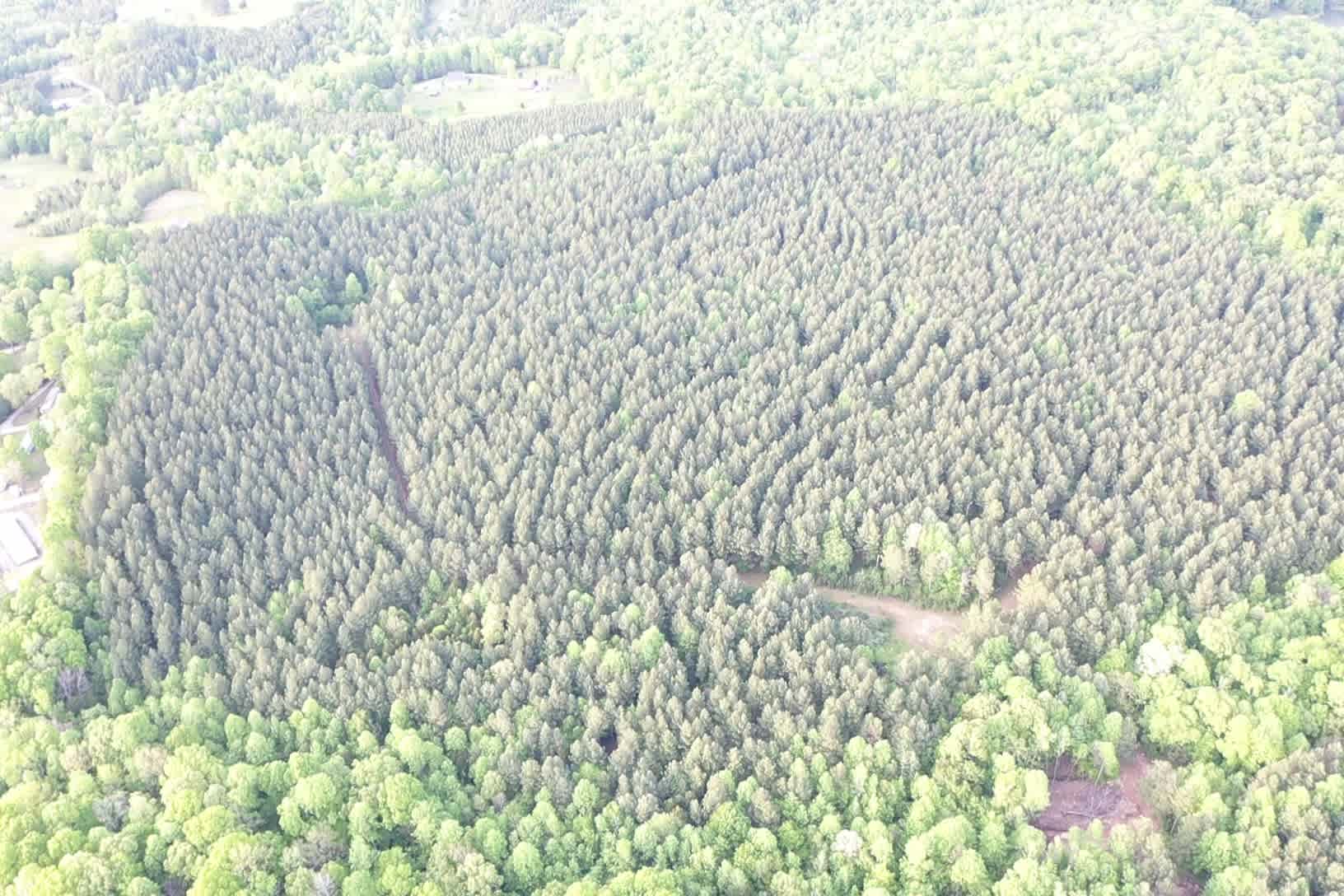 Prestige Pines