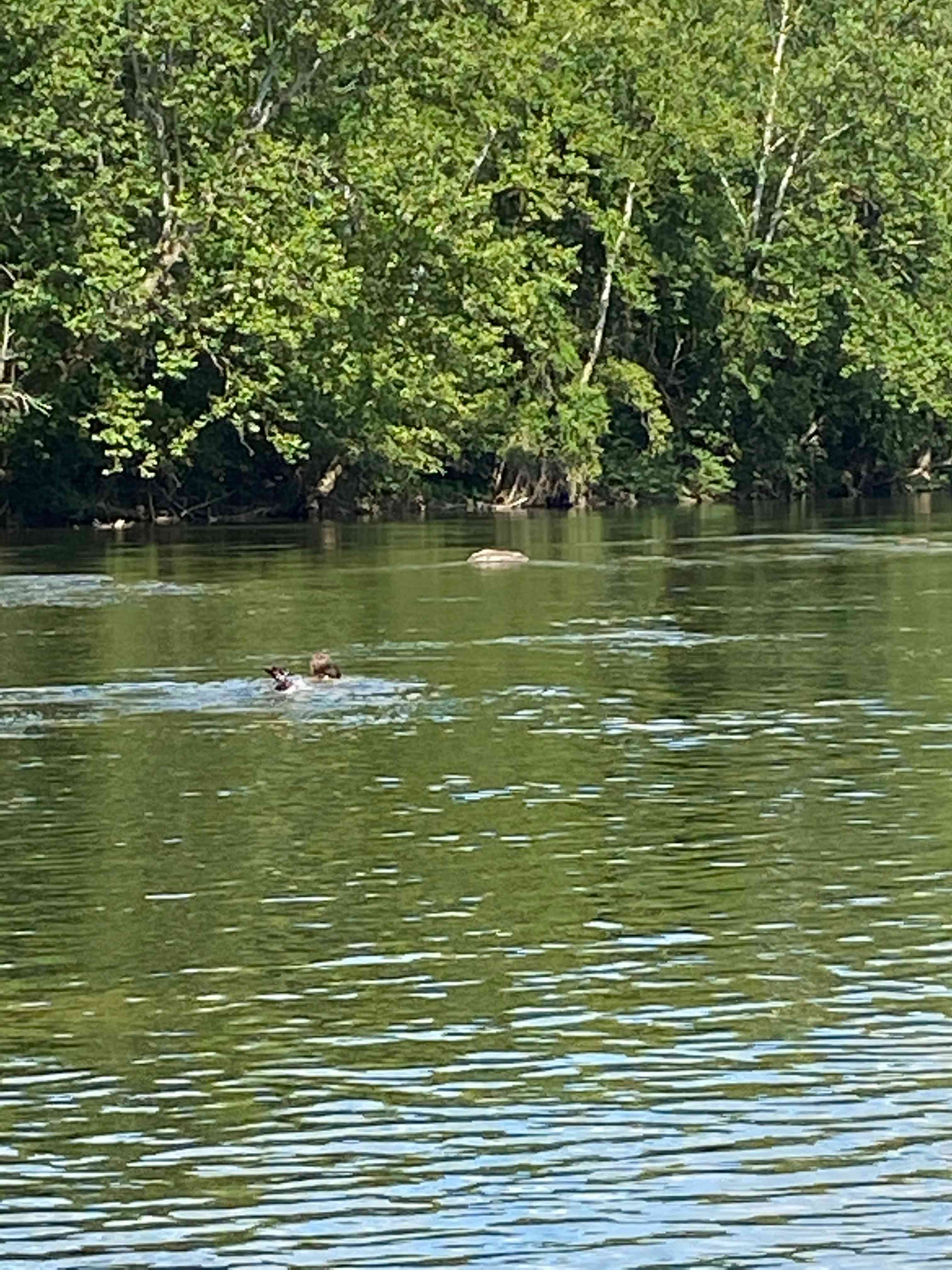 Camping in the shade on the river