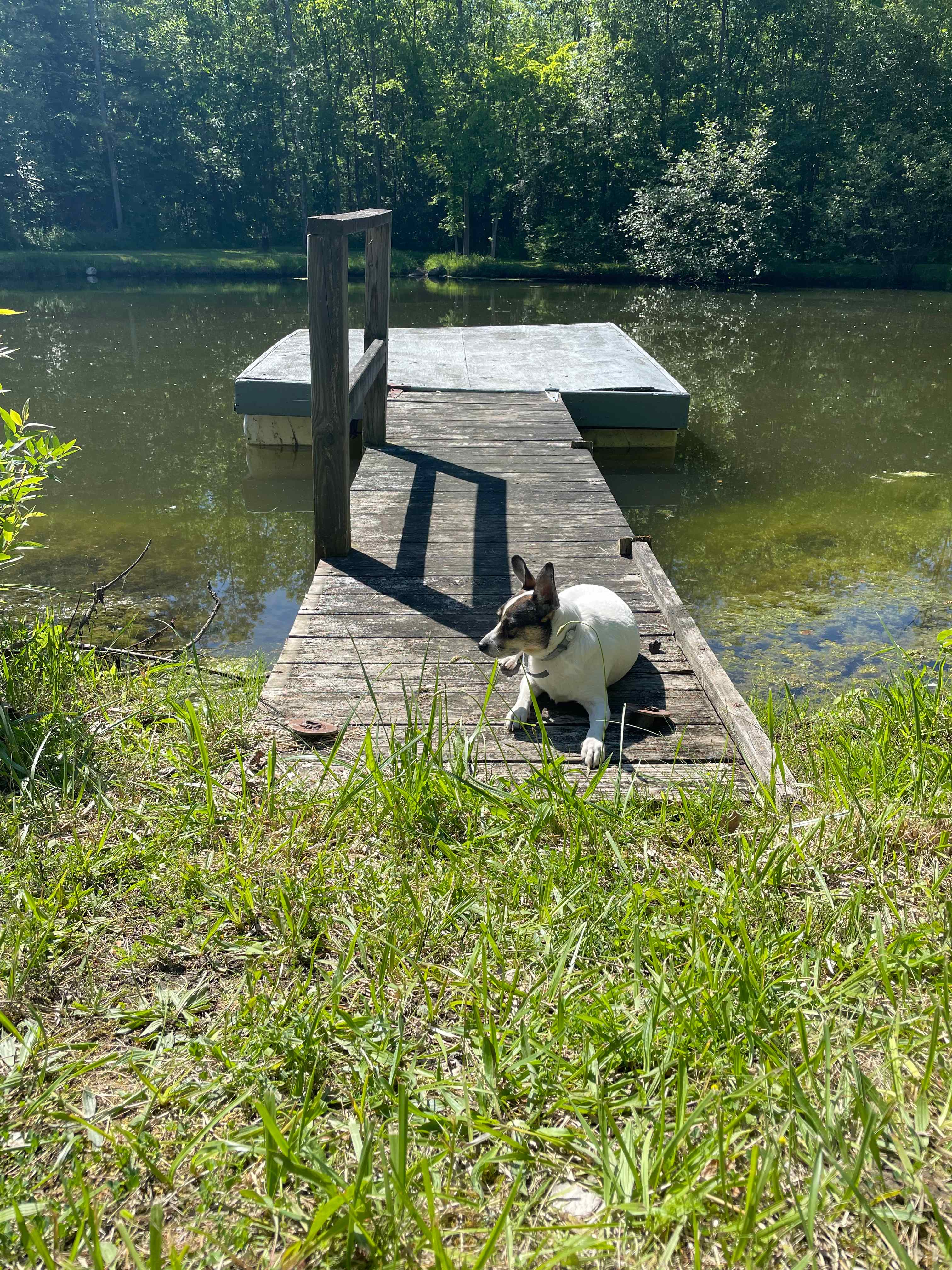 Our dog