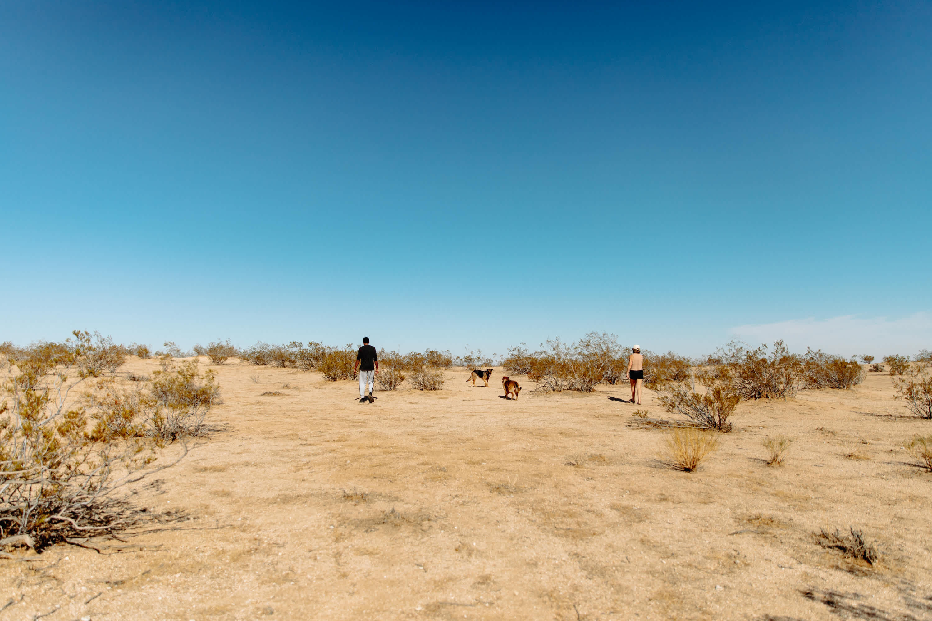 Desert Wonderland