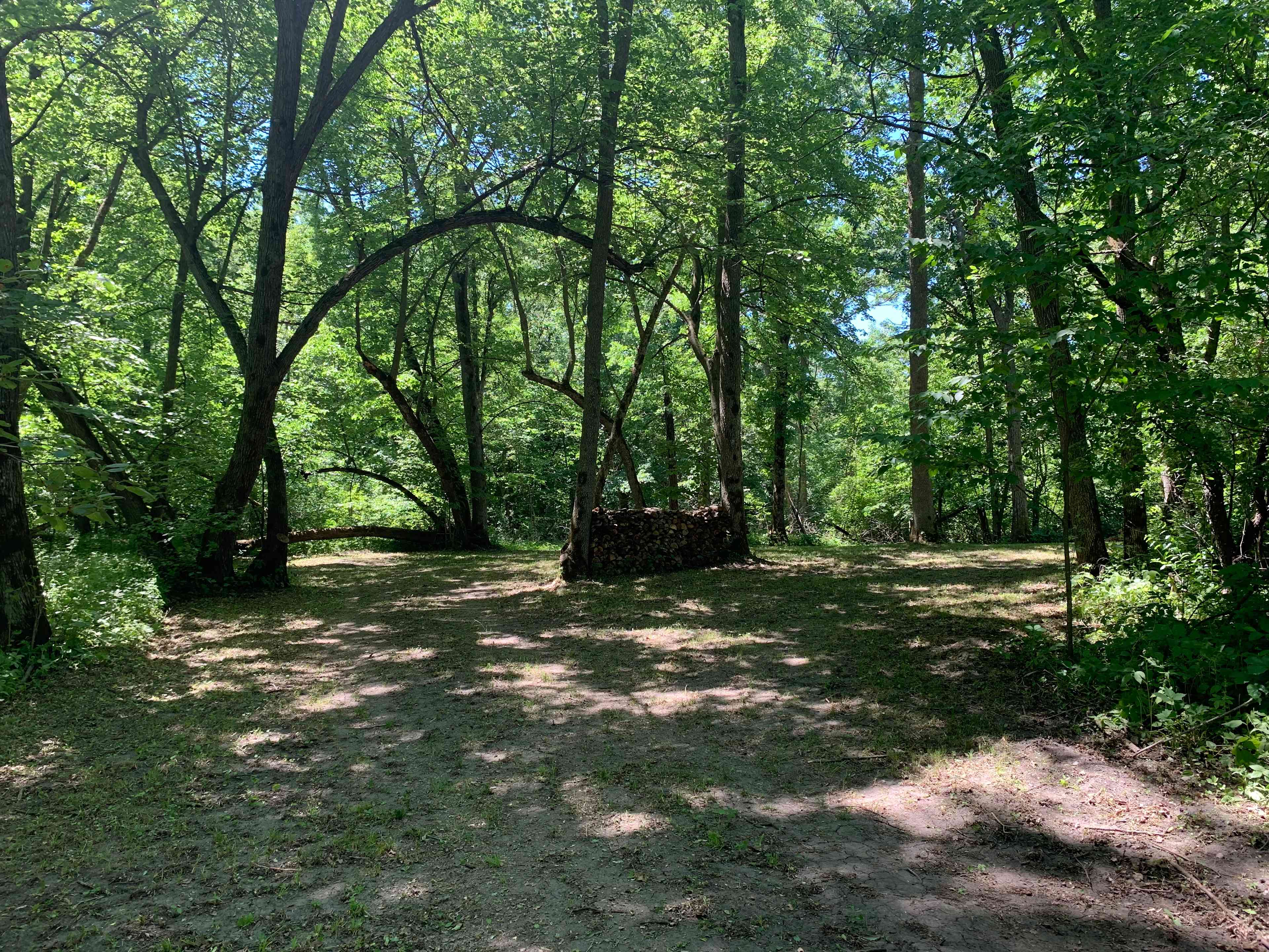 The Woods