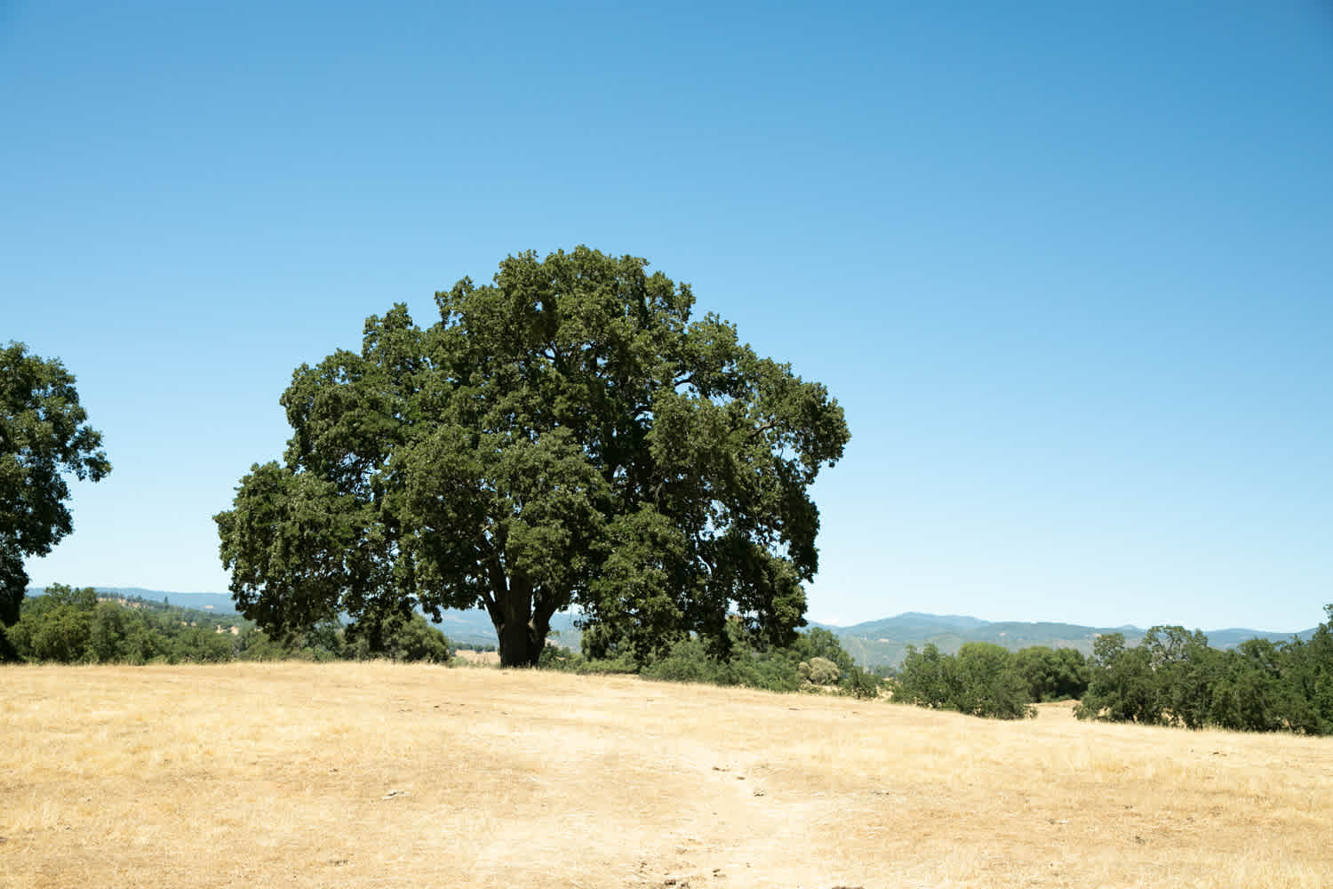 Big romantic Oaktree 