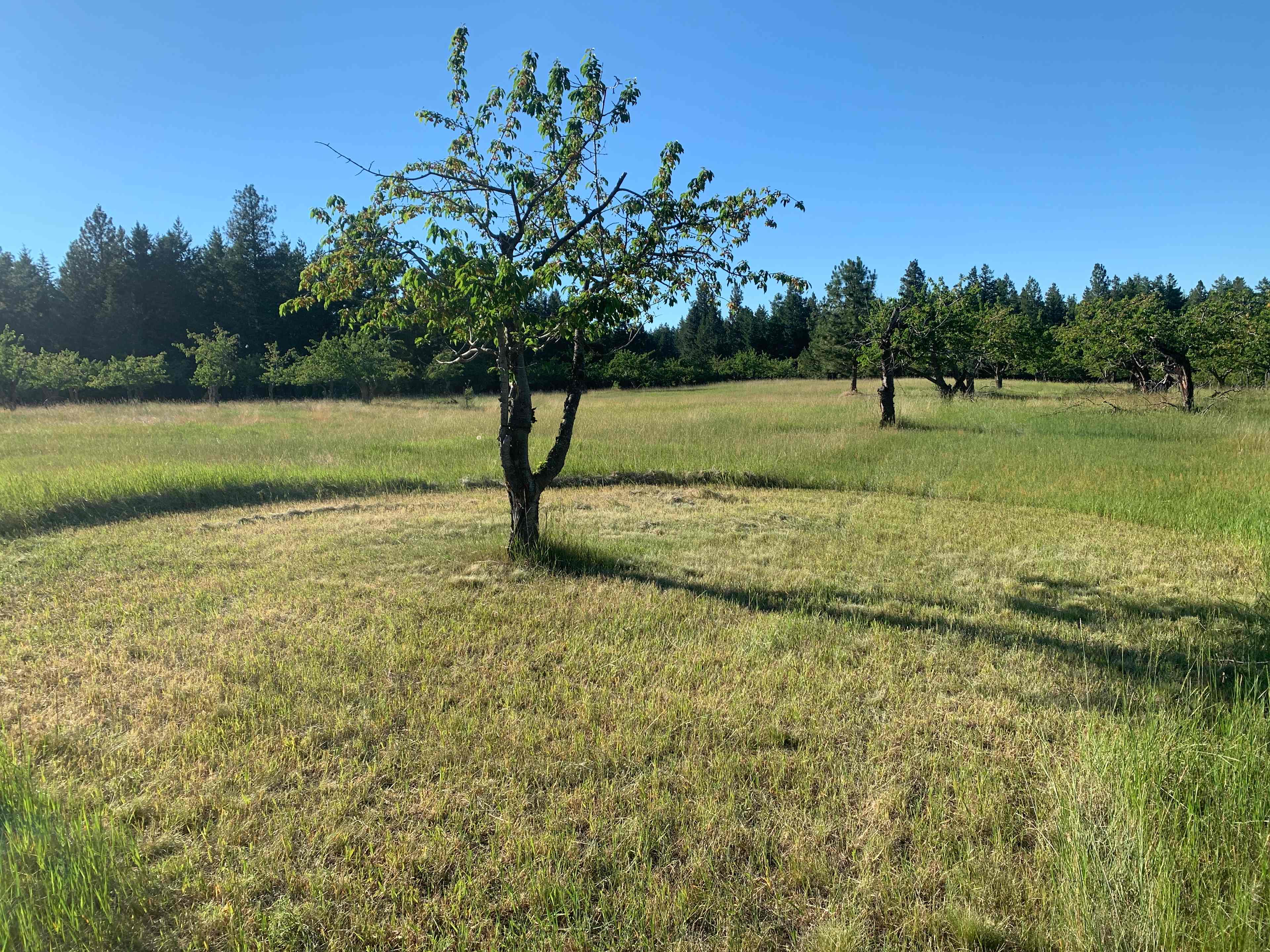 Flathead Lake Cherry Farm Camping