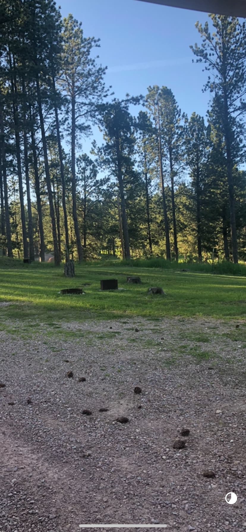 Tent camping near a pine forest