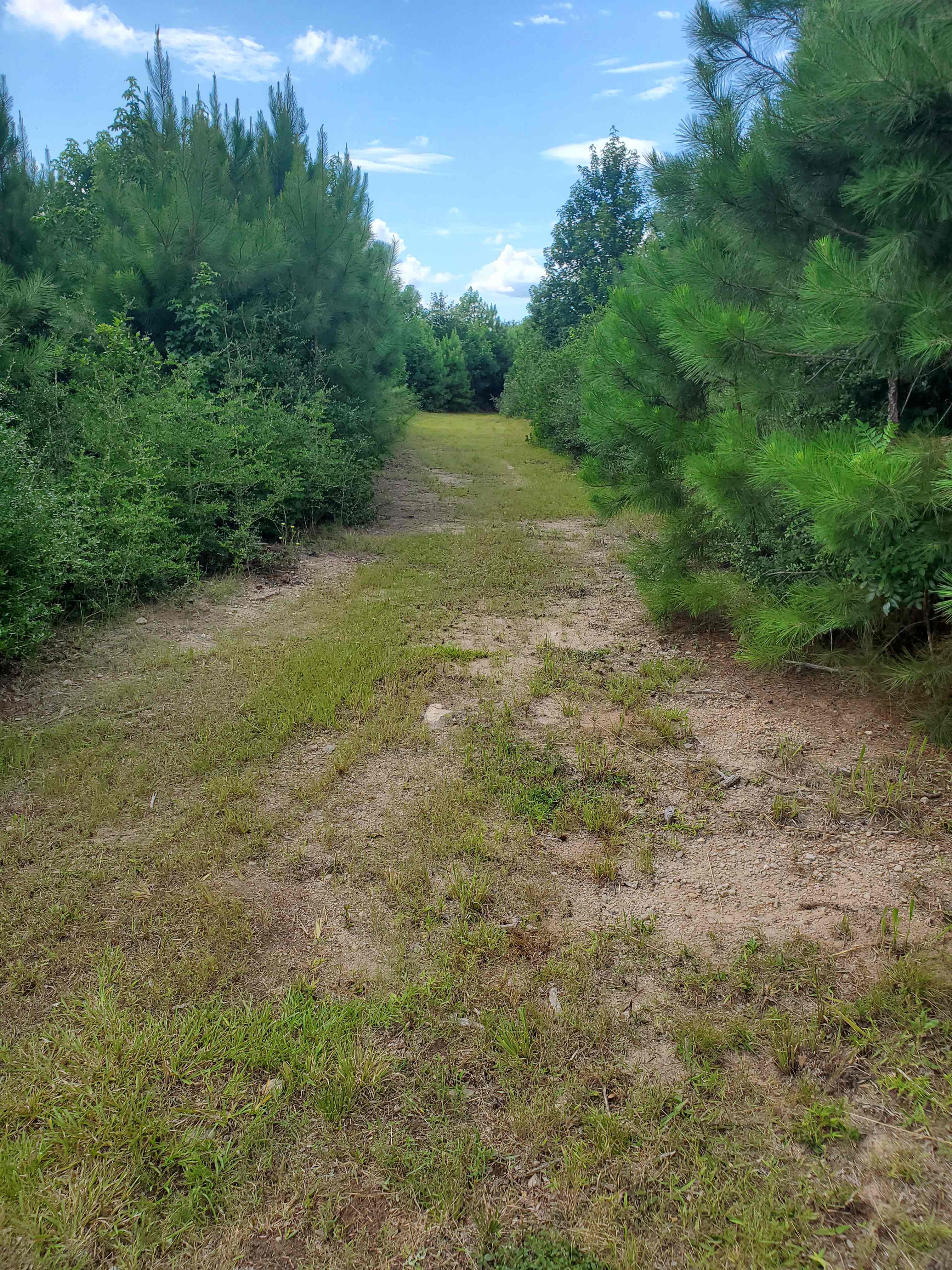 Mowed trails