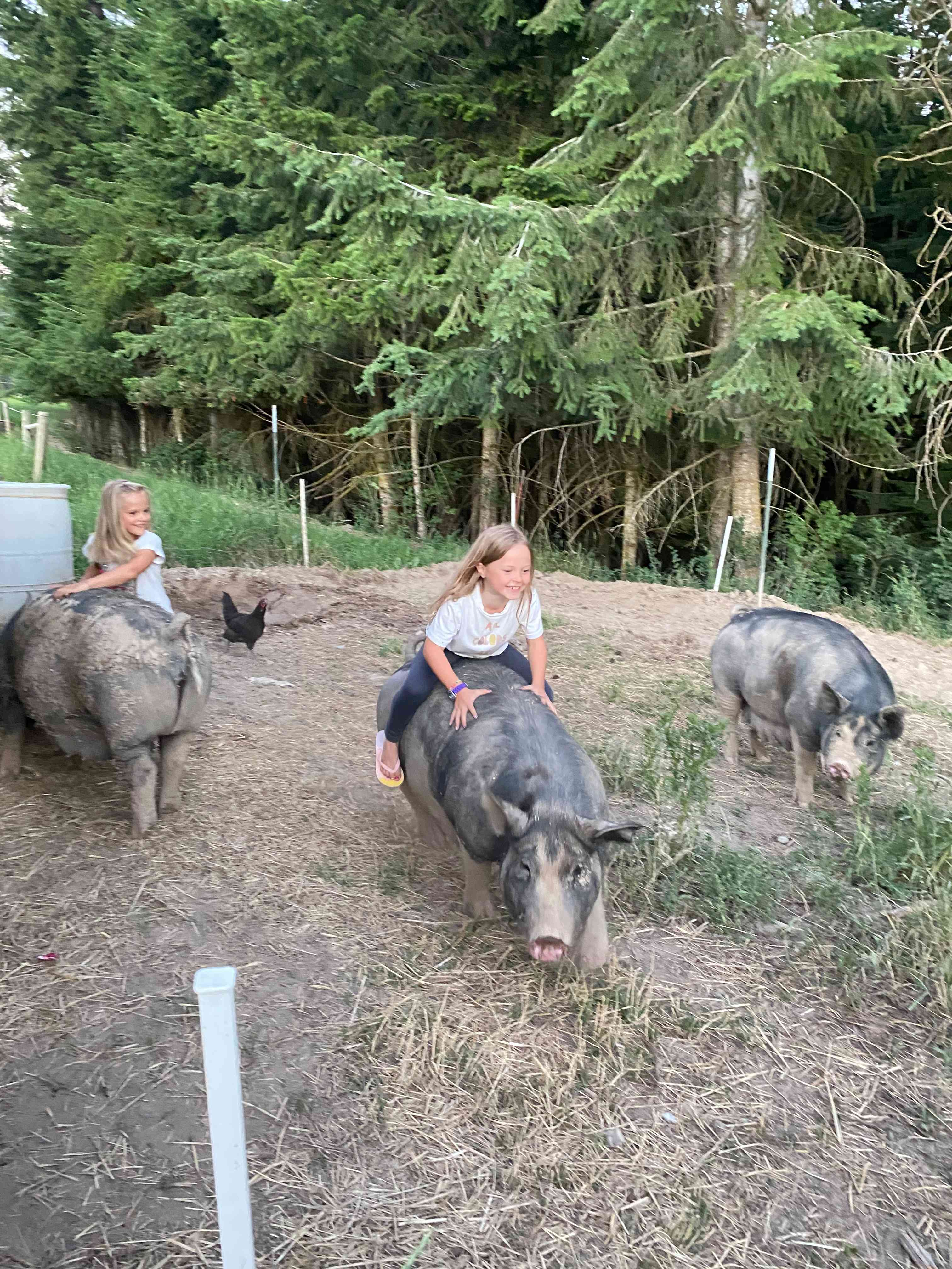 Pig bustin'