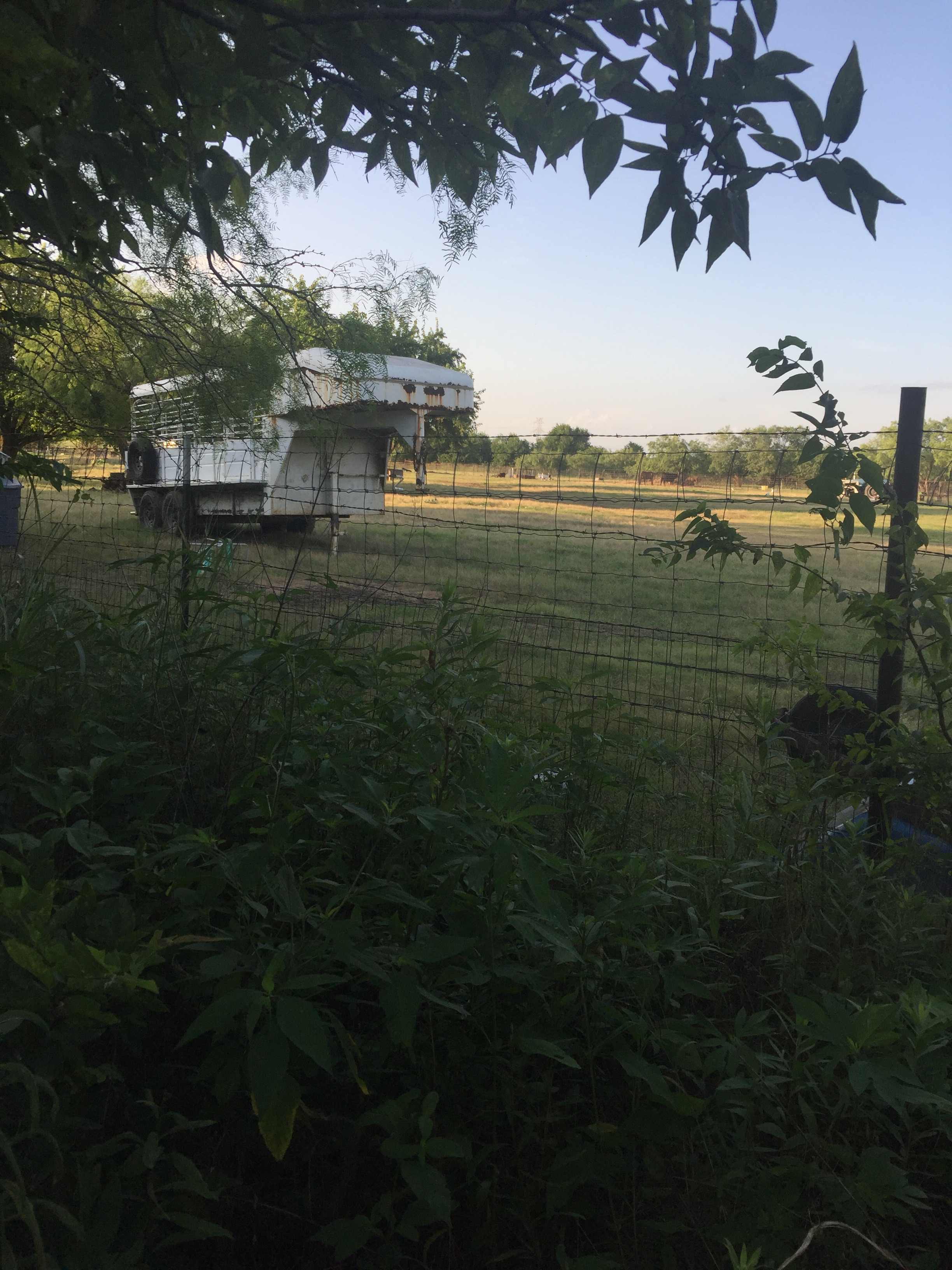 Nearby goats, sheep & cows 