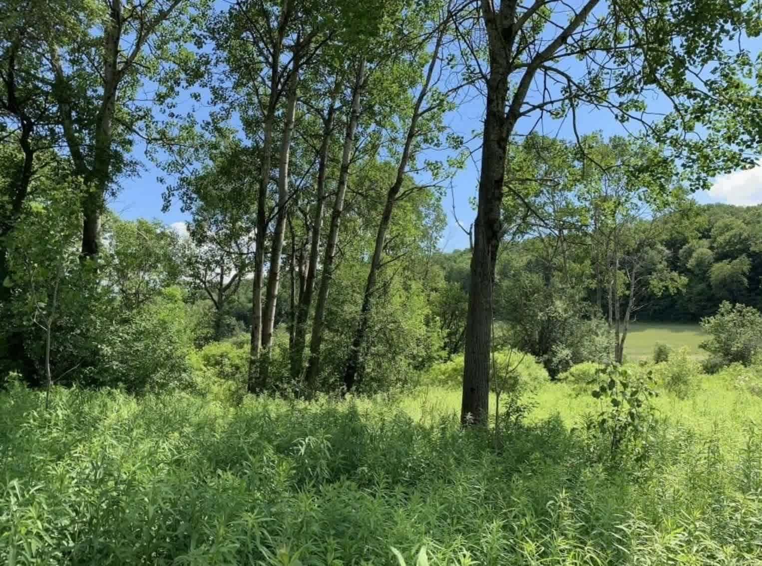 Backwoods