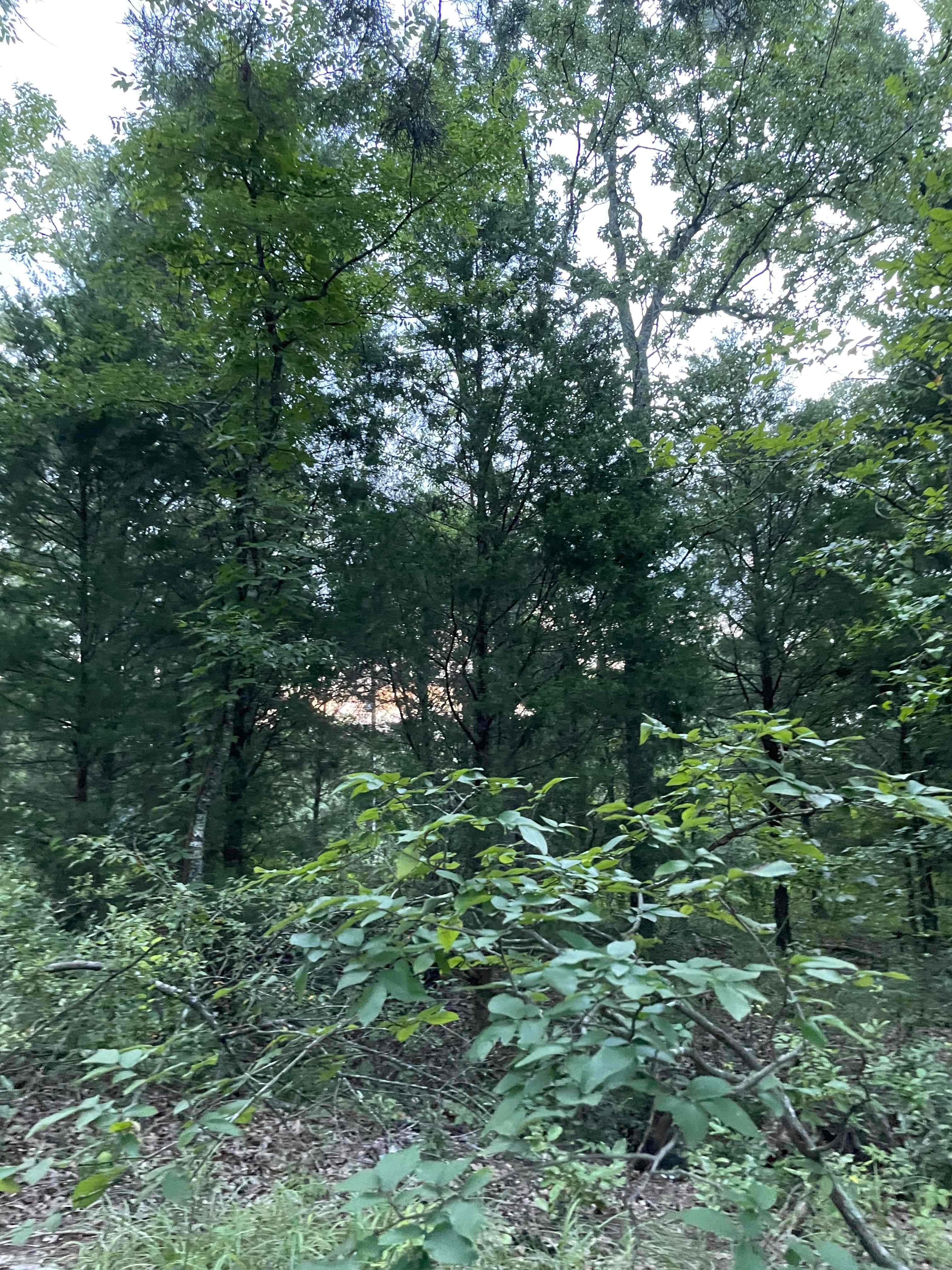 The Cedars at Log Cabin