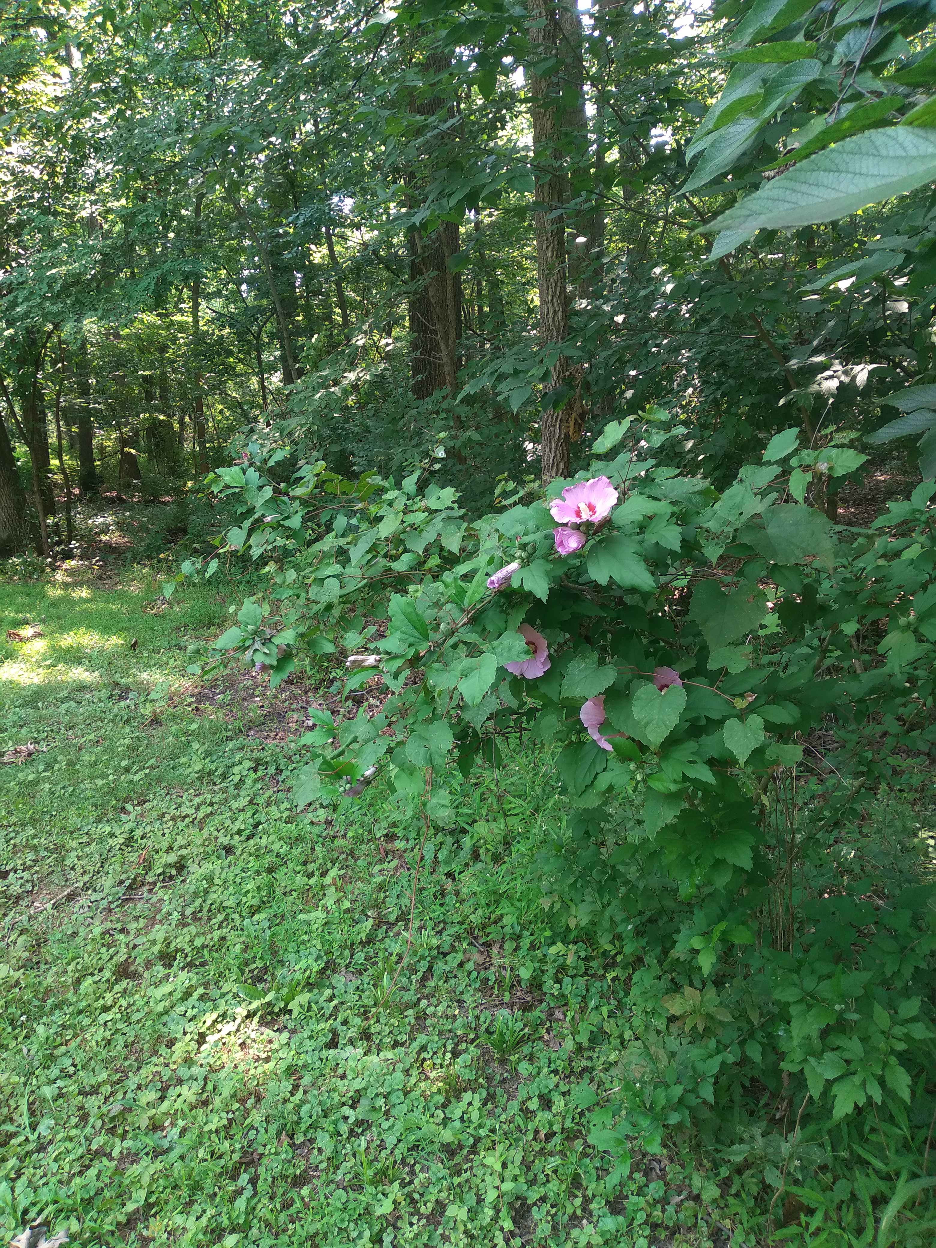 Woods Edge song birds sanctuary