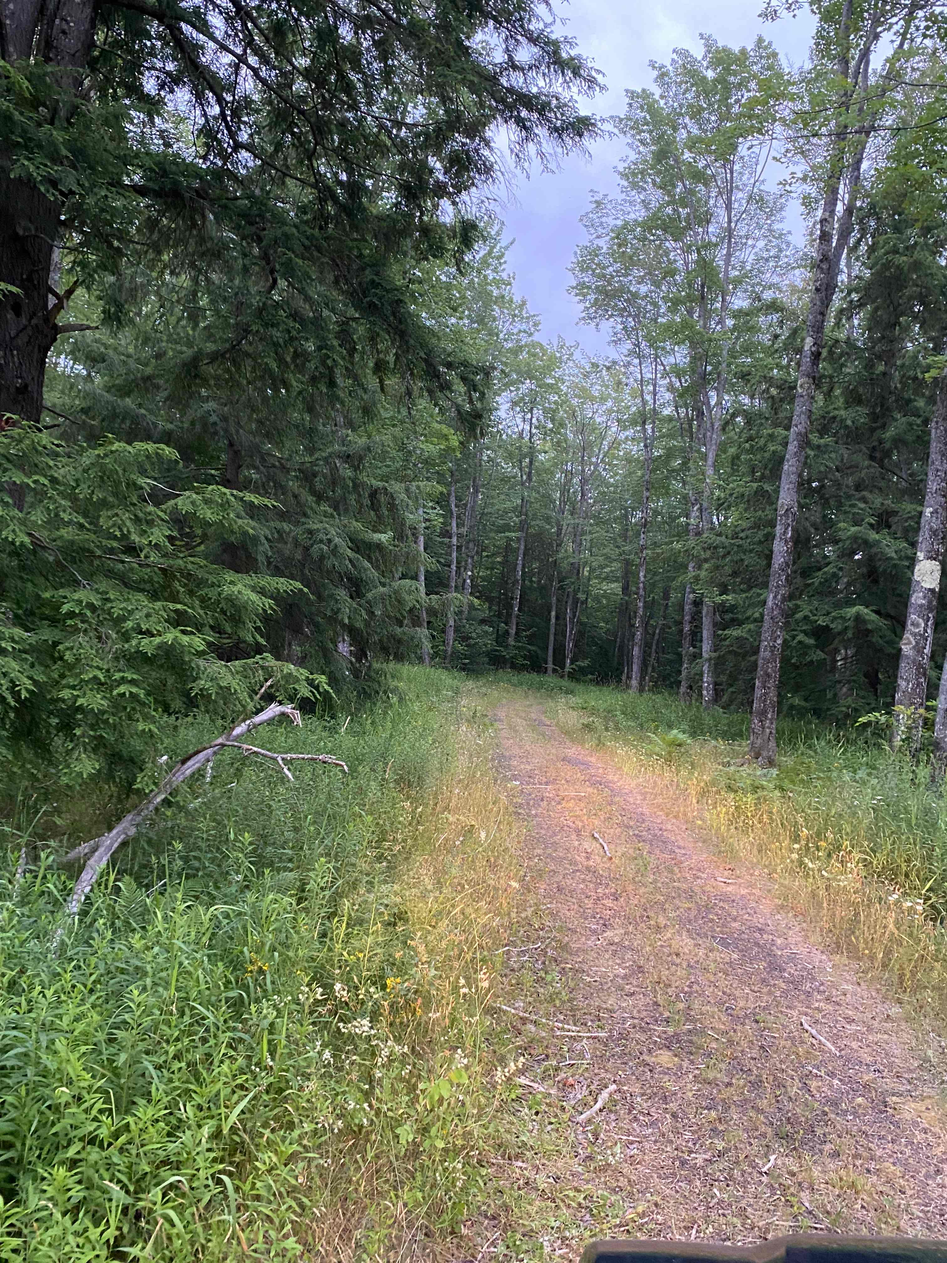 The driveway entering the campsite

