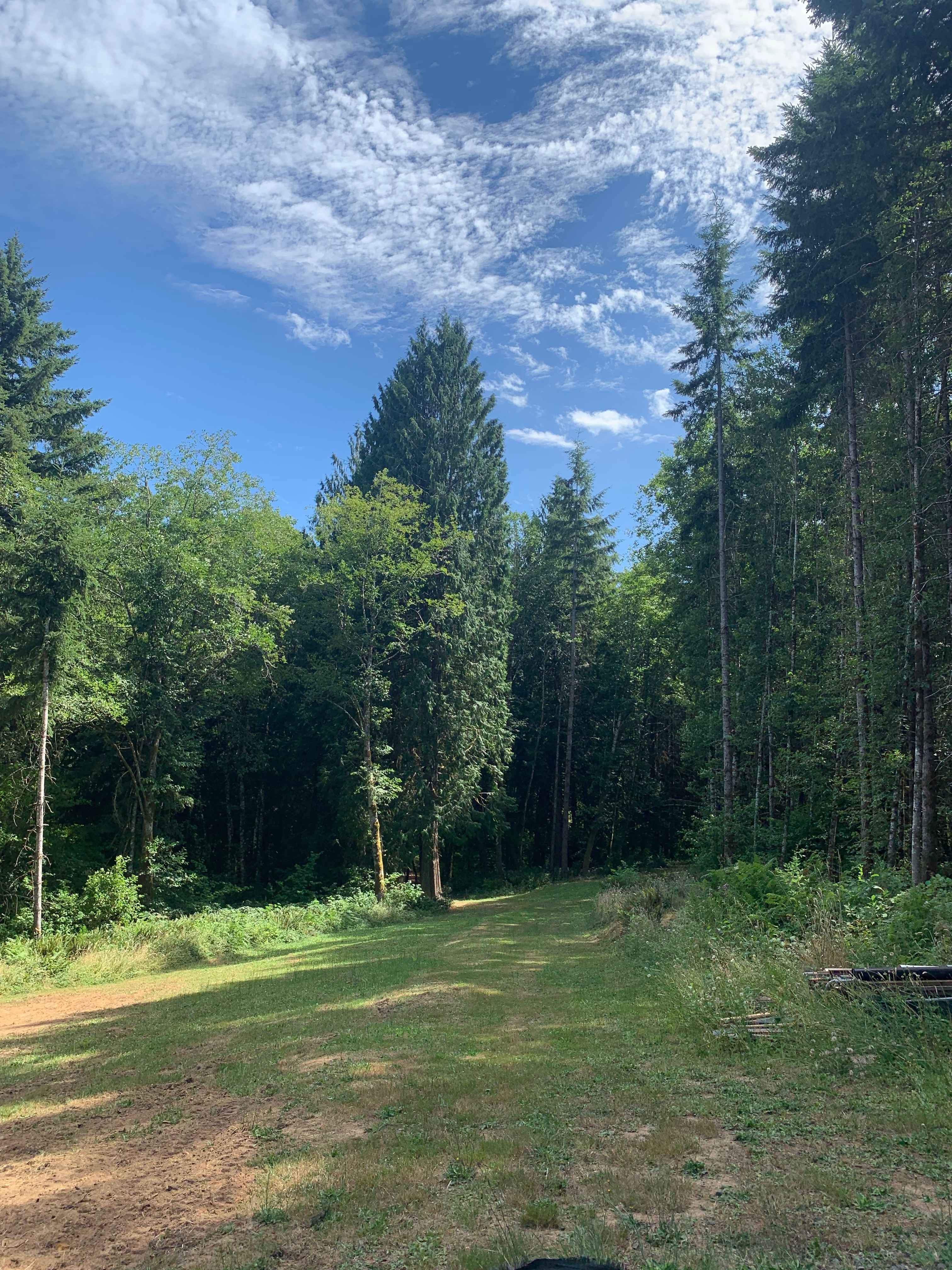 Under the trees