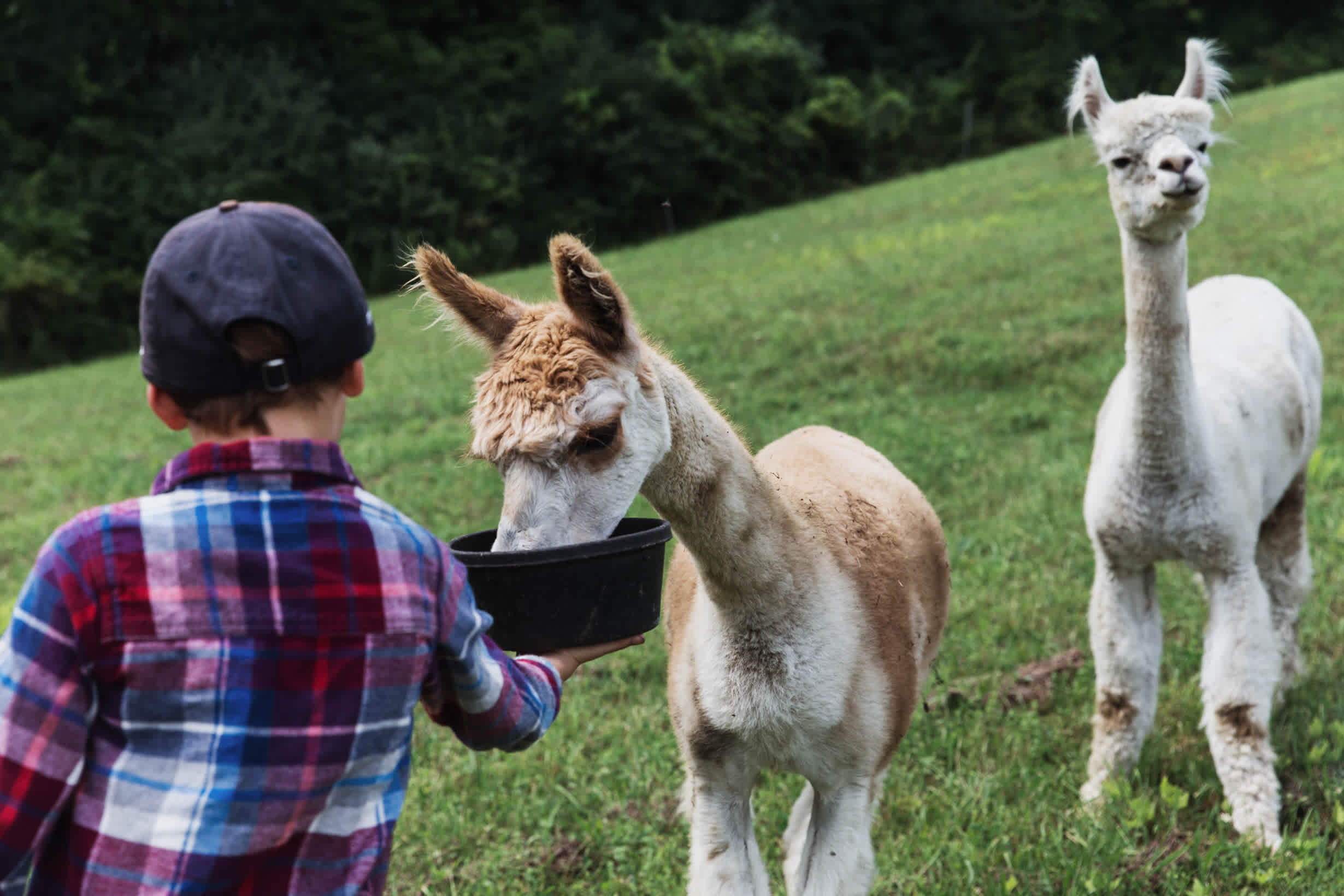 Meeting the alpacas was definitely a highlight of our stay. 