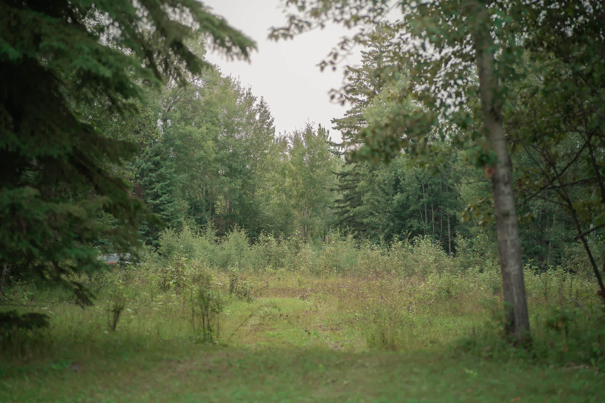 Here's the entrance to the area that I drove into to stay at. A small path leading through wildflowers and greenery until you nestle right into the trees.