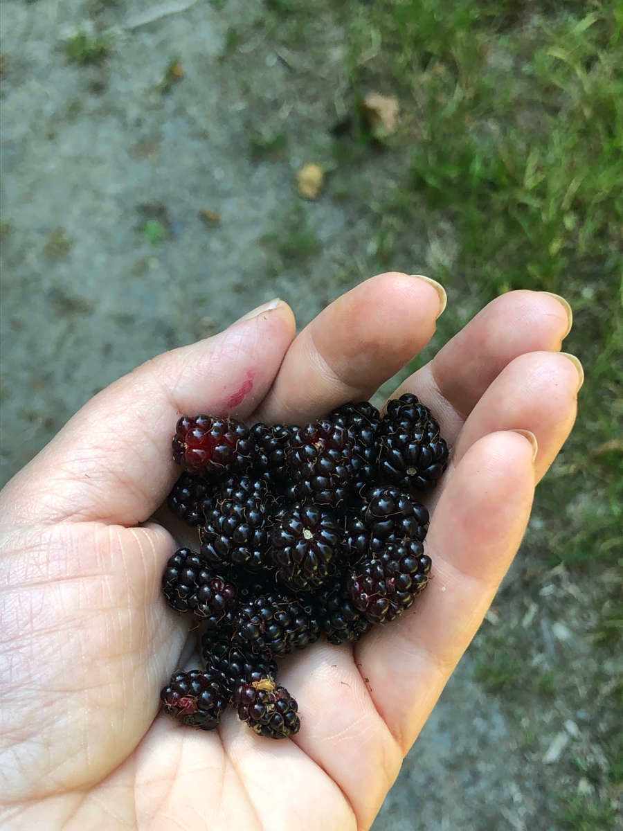 Fresh mountain blackberries! One of the handful of forging delights you'll find.