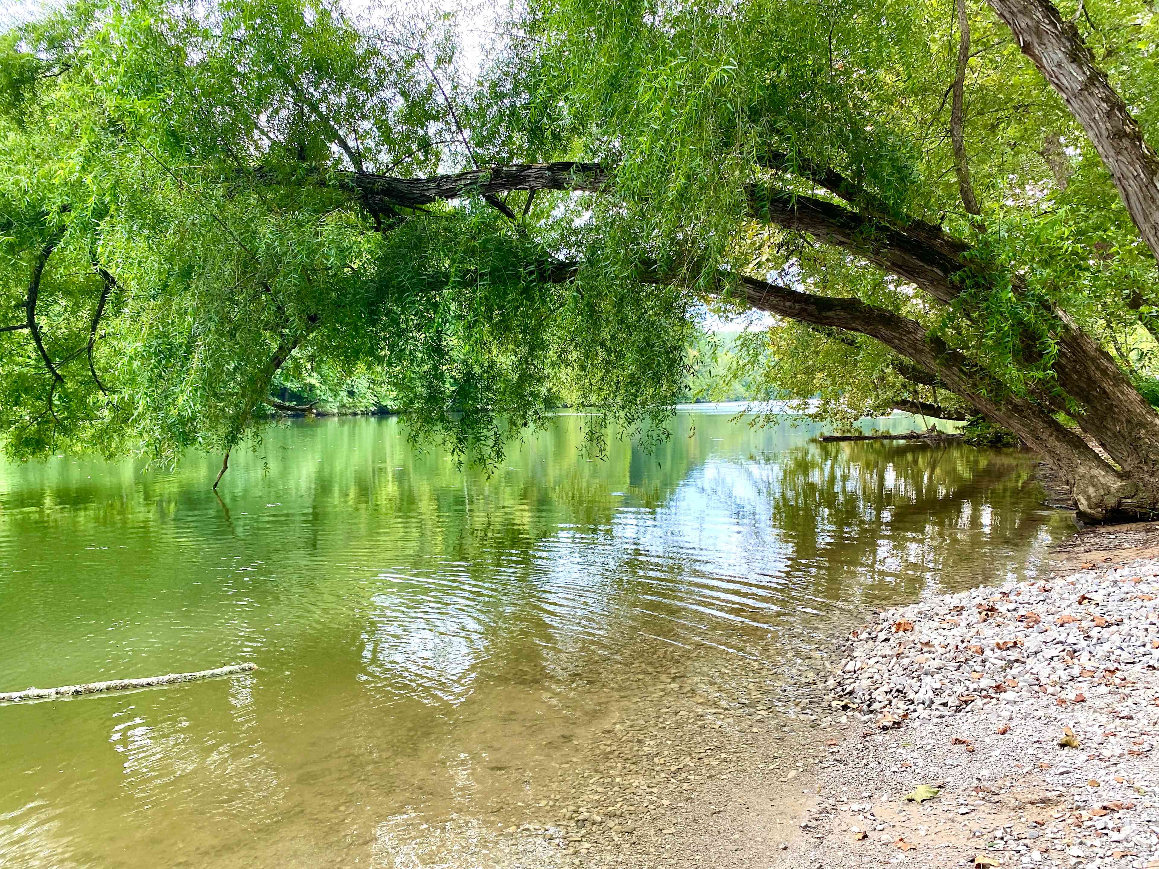 Looking downstream on the Caney Fork River.