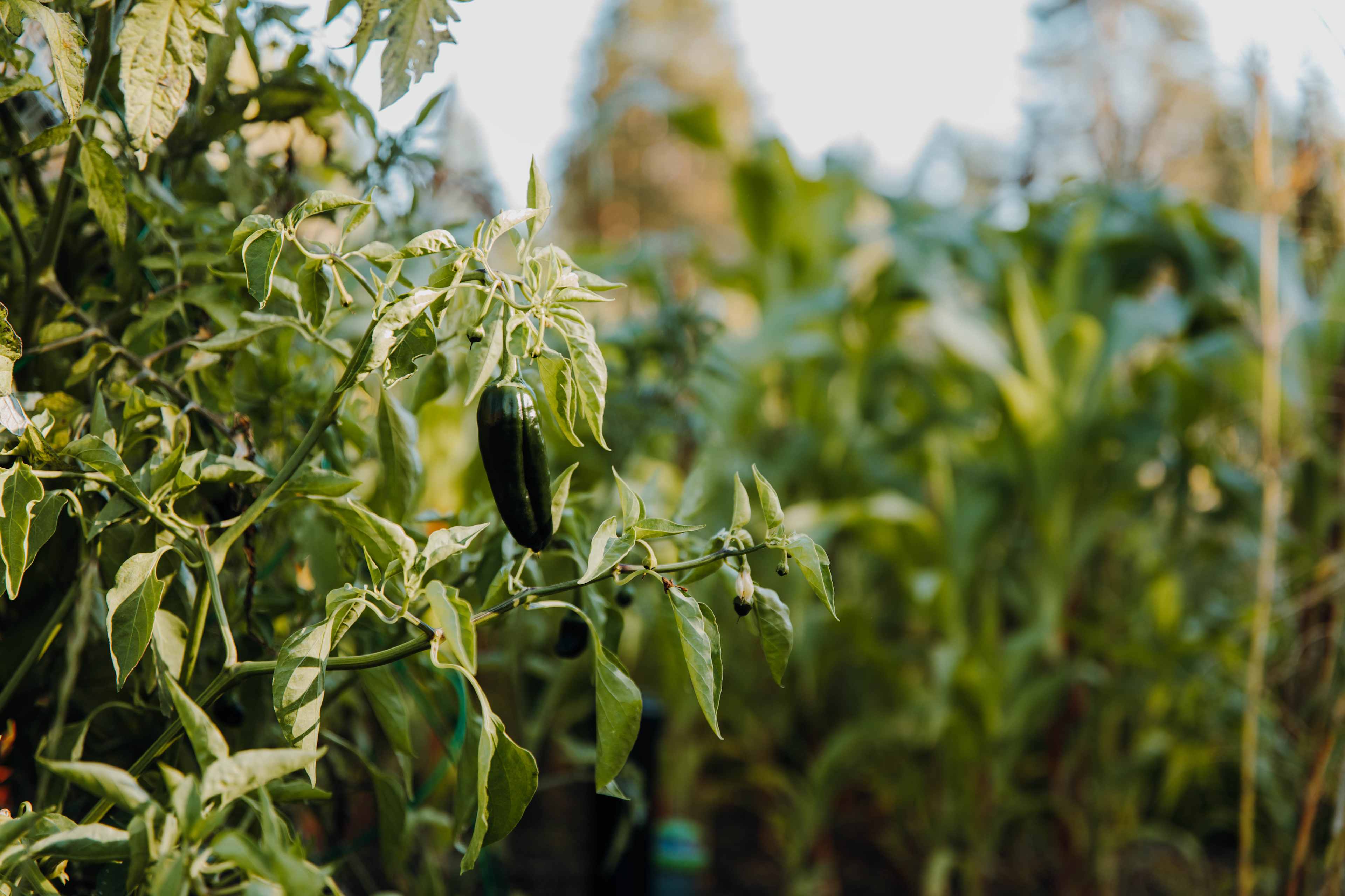 Their vegetable garden had tomatoes and peppers growing!