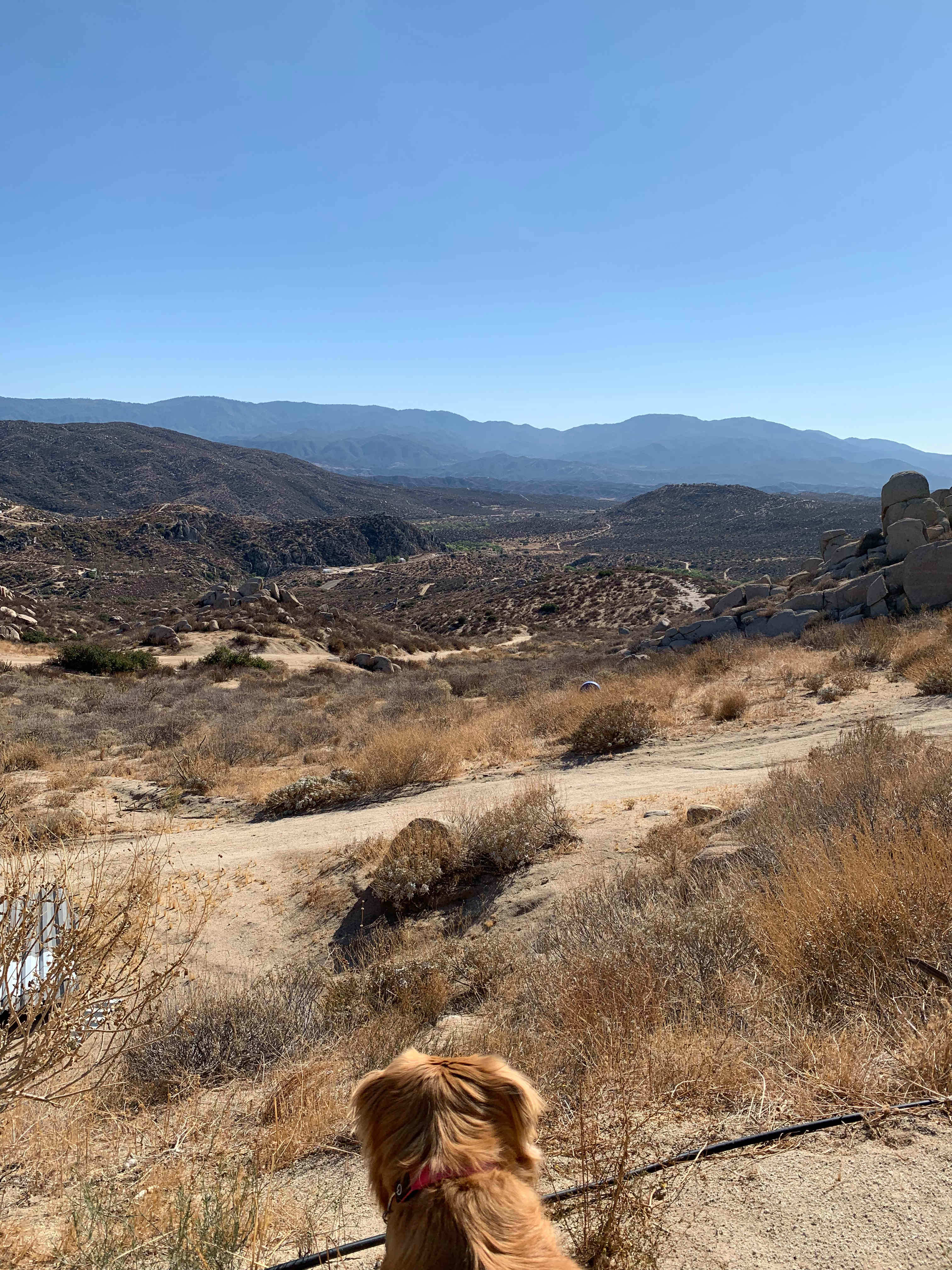 Desert Dreamland