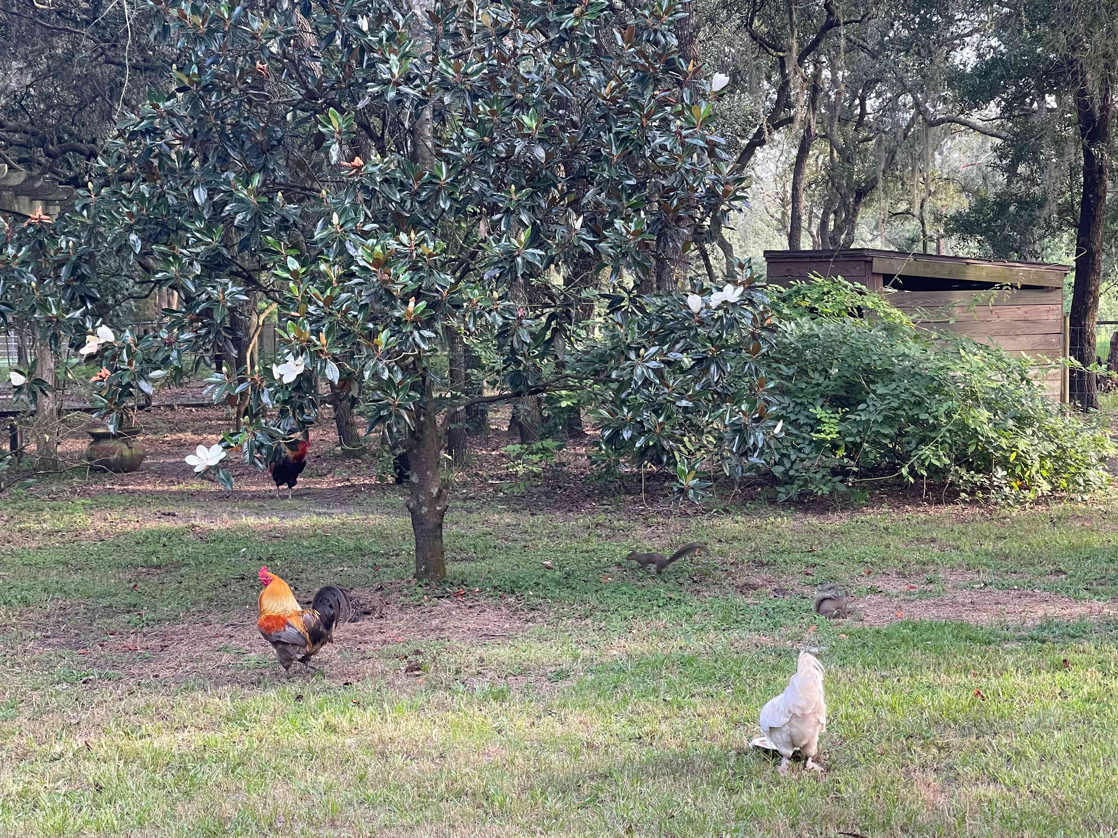 Loki and Speedy.  Two of our beautiful friendly rooser