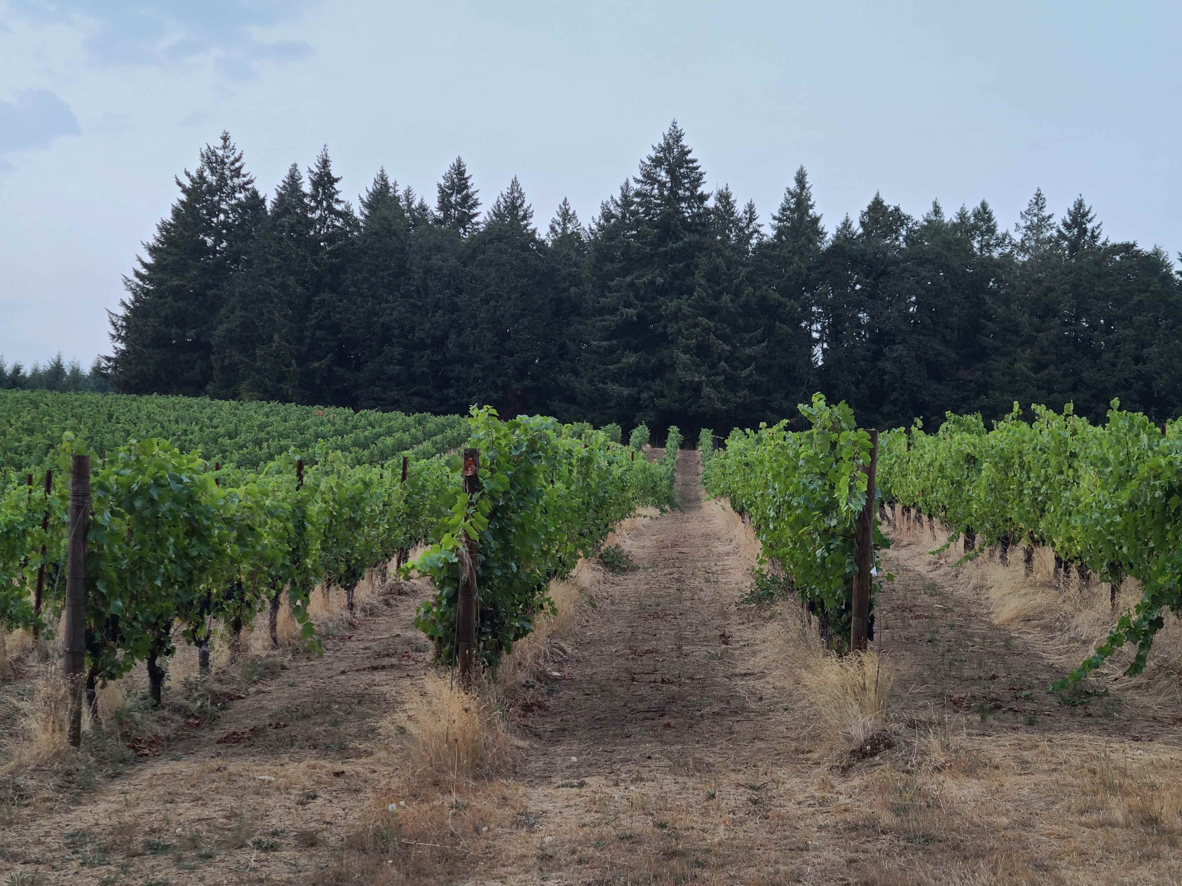 Vineyard View