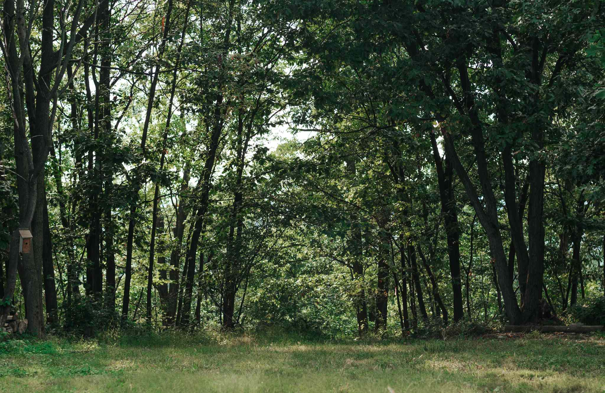 The sunlight filters through the trees beautifully. 