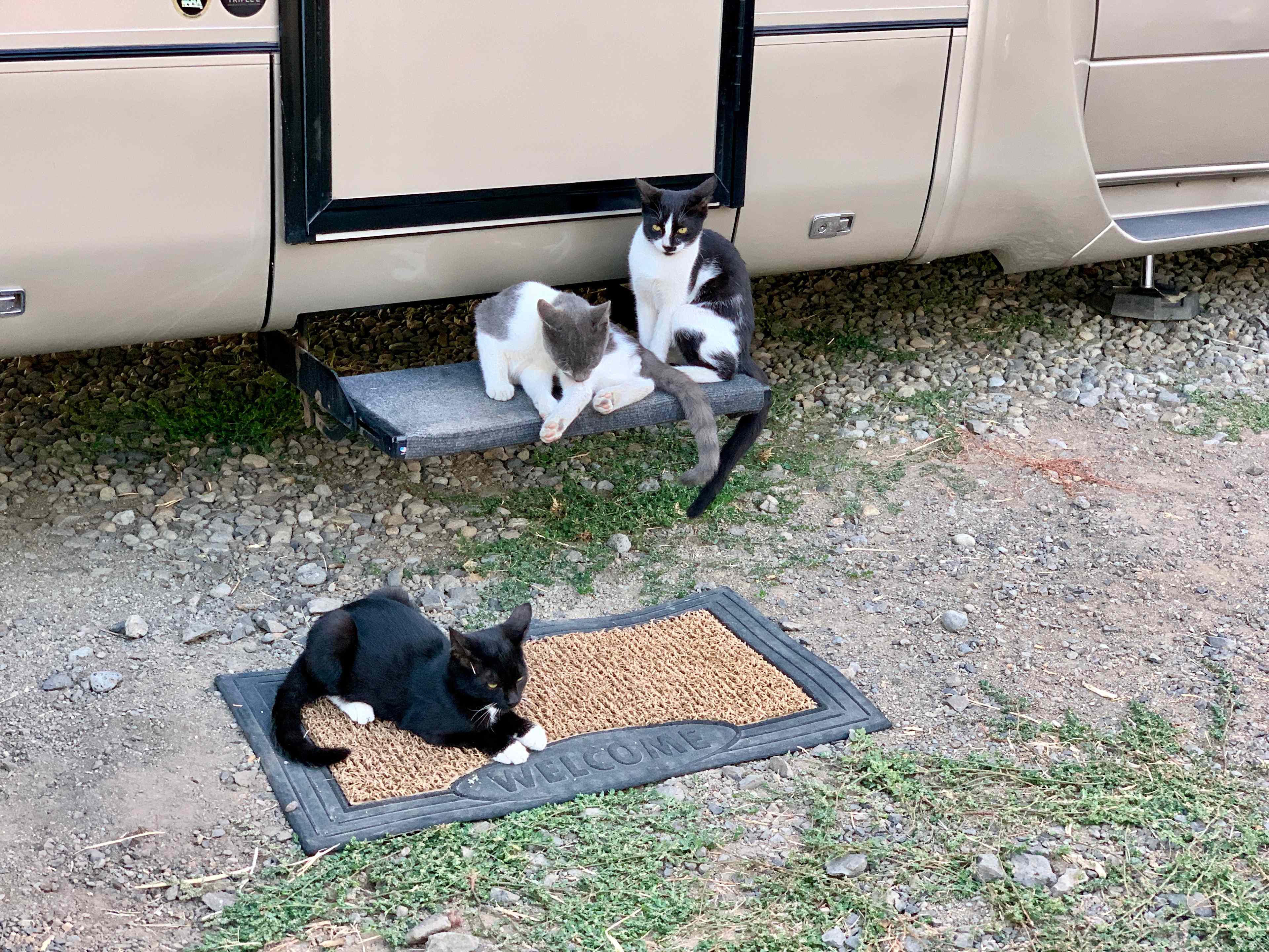 The kitties hung out on our step when we were inside